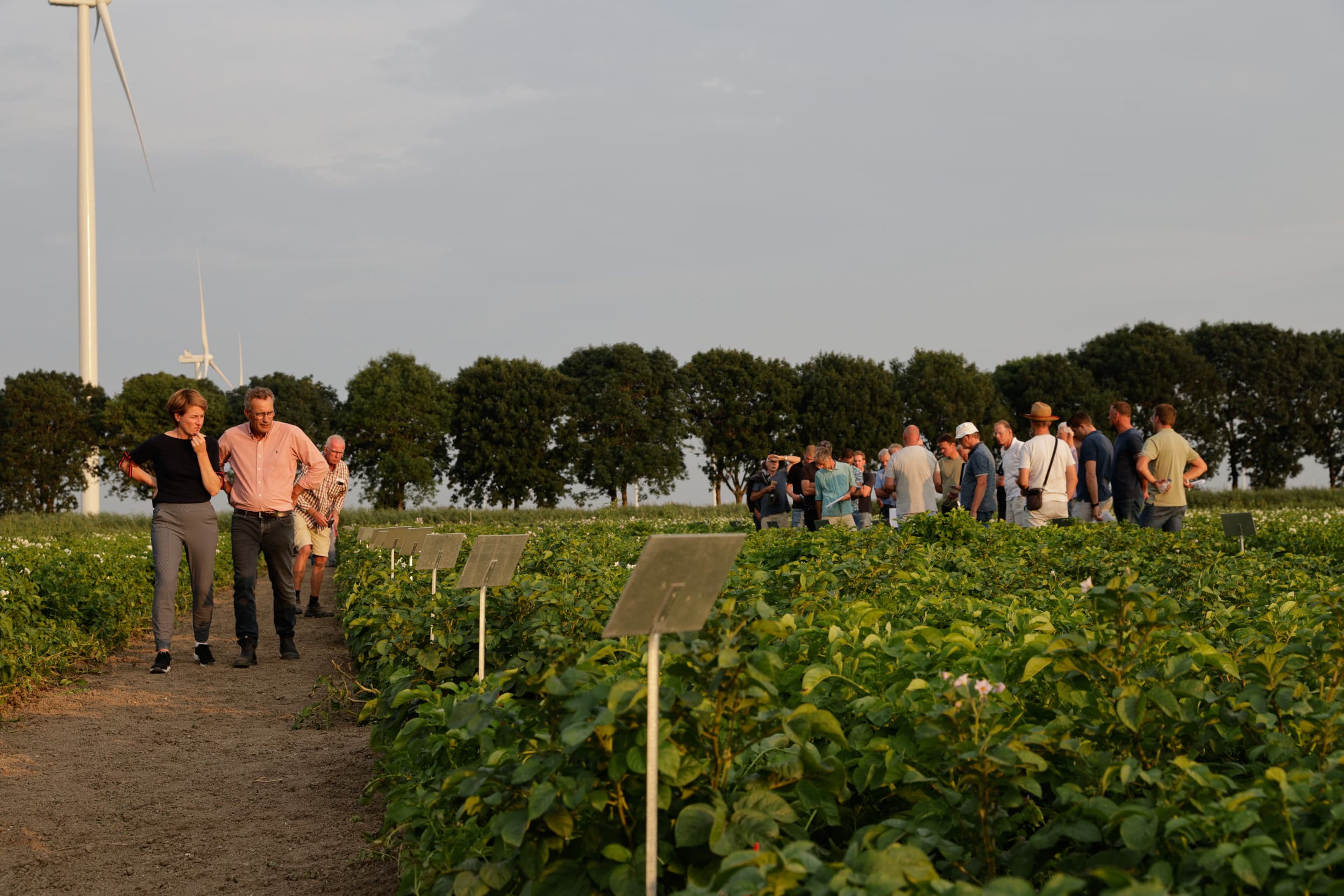 Rassenkeuze speelt een belangrijke rol om phytophthora onder controle te houden. Dit jaar worden de demovelden robuuste rassen voor bio uitgebreid met demovelden voor de gangbare teelt. Archieffoto: Studio Kastermans/Danielle van Coevorden