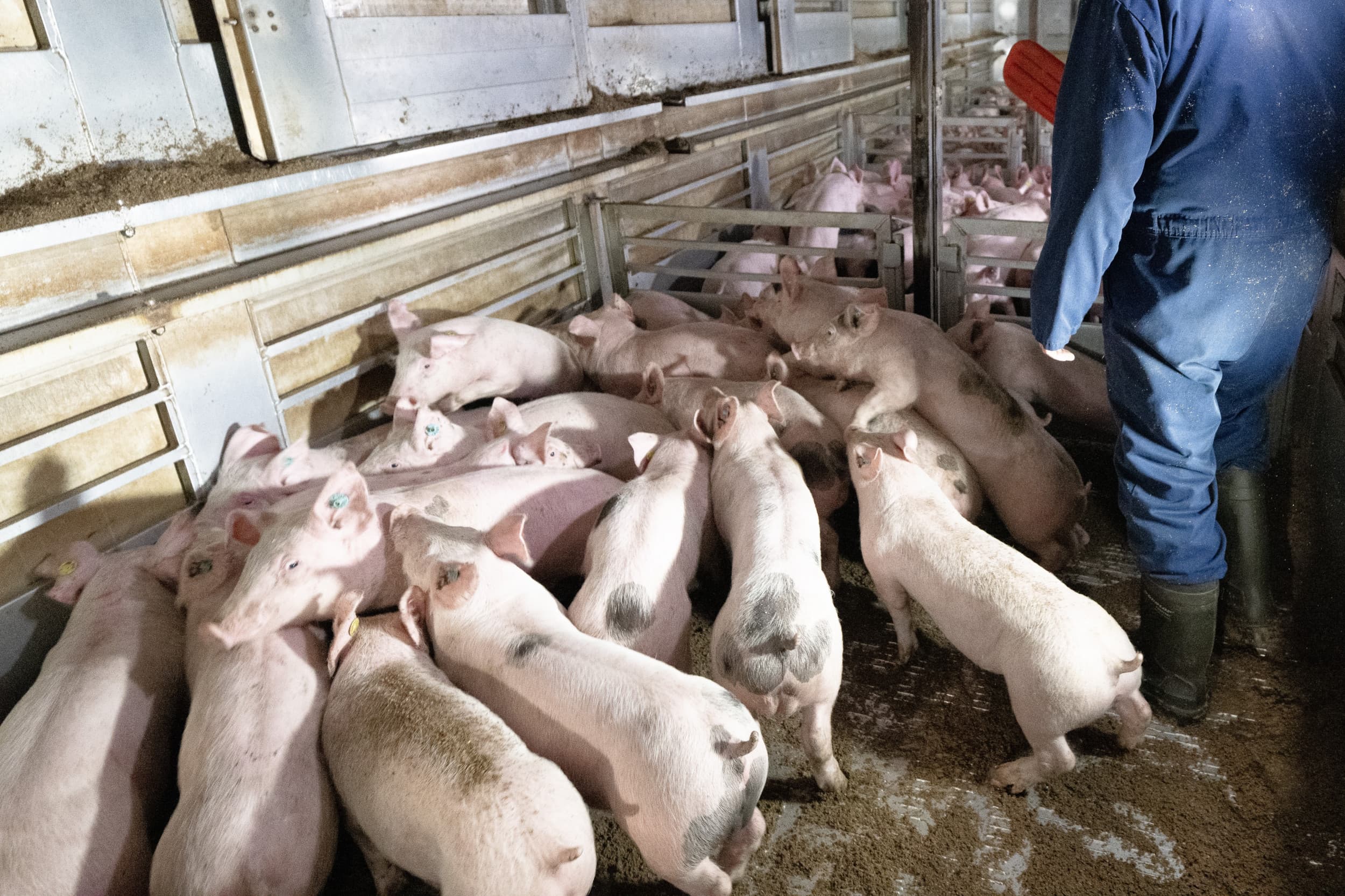 Het lossen van biggen. De toeslag op de biggenprijs stijgt gestaag, maar handelaren en vermeerderaars zoeken balans in een markt onder druk door concurrentie, krimp en Duitse invloeden. Foto: Michel Velderman