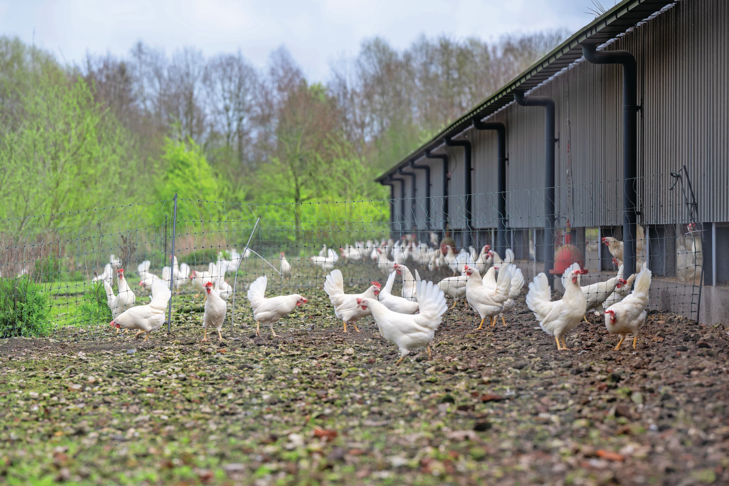 minder biologische eieren