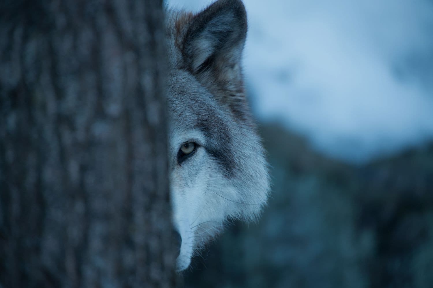 Krijg je de tijd die je kwijt bent door een wolvenaanval ook vergoed? Lees het antwoord. Foto: Canva