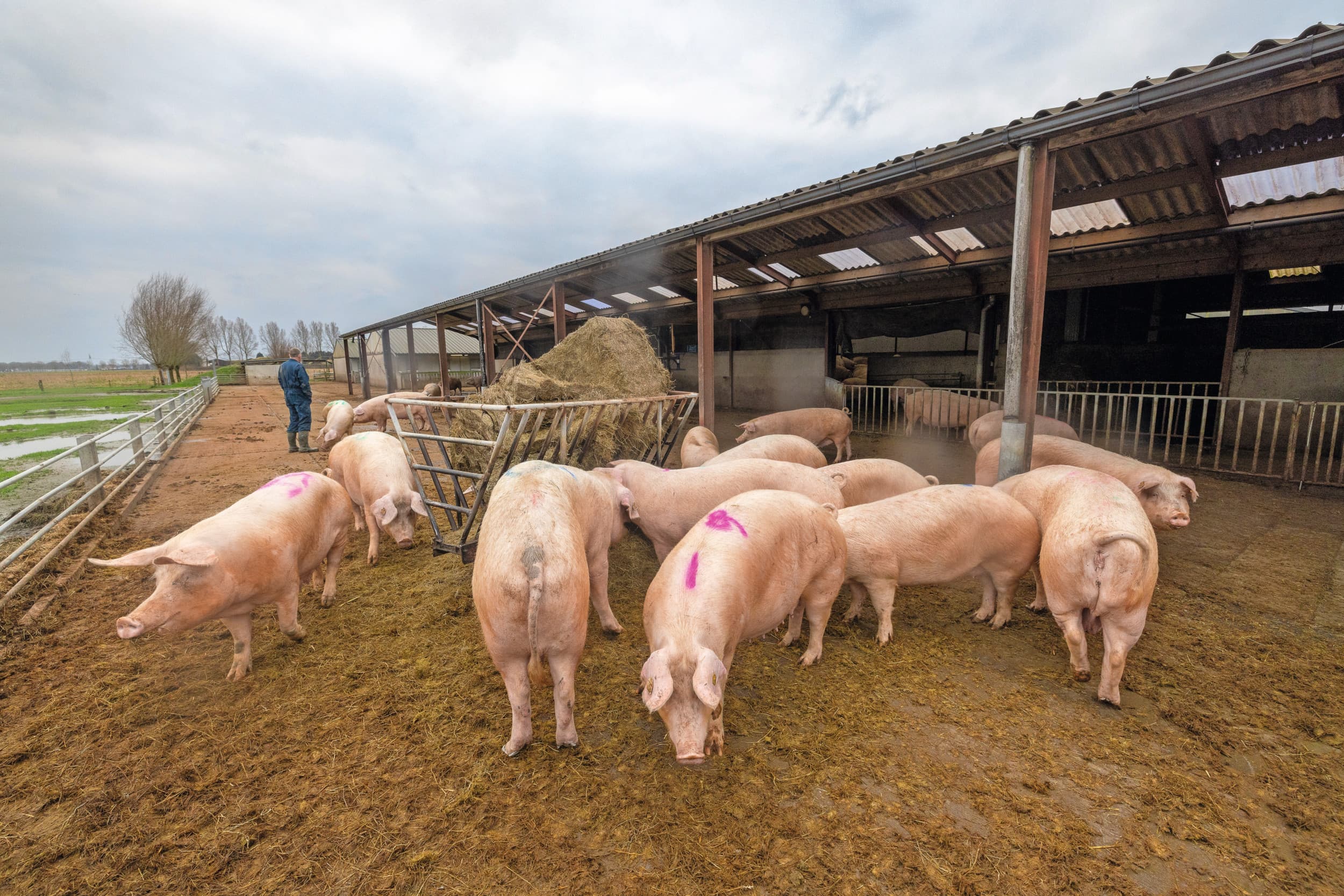 groei biologische varkenshouderij