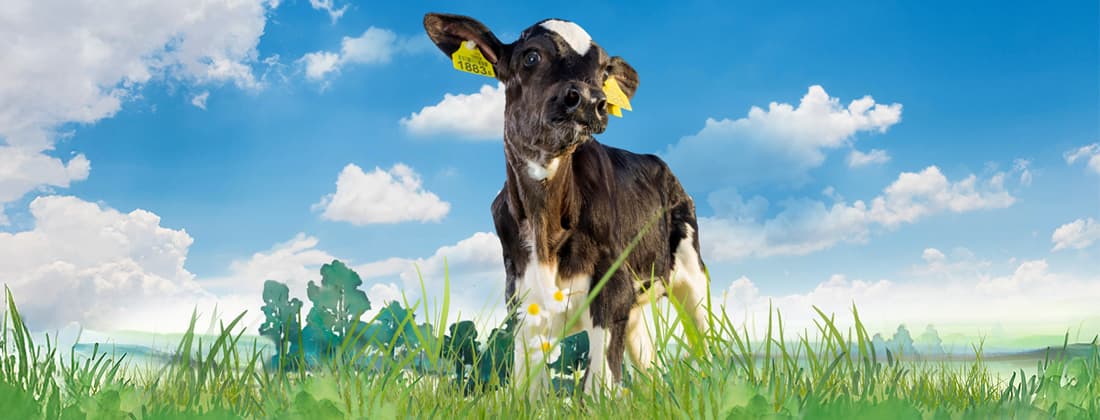 Foto: Trouw Nutrition
