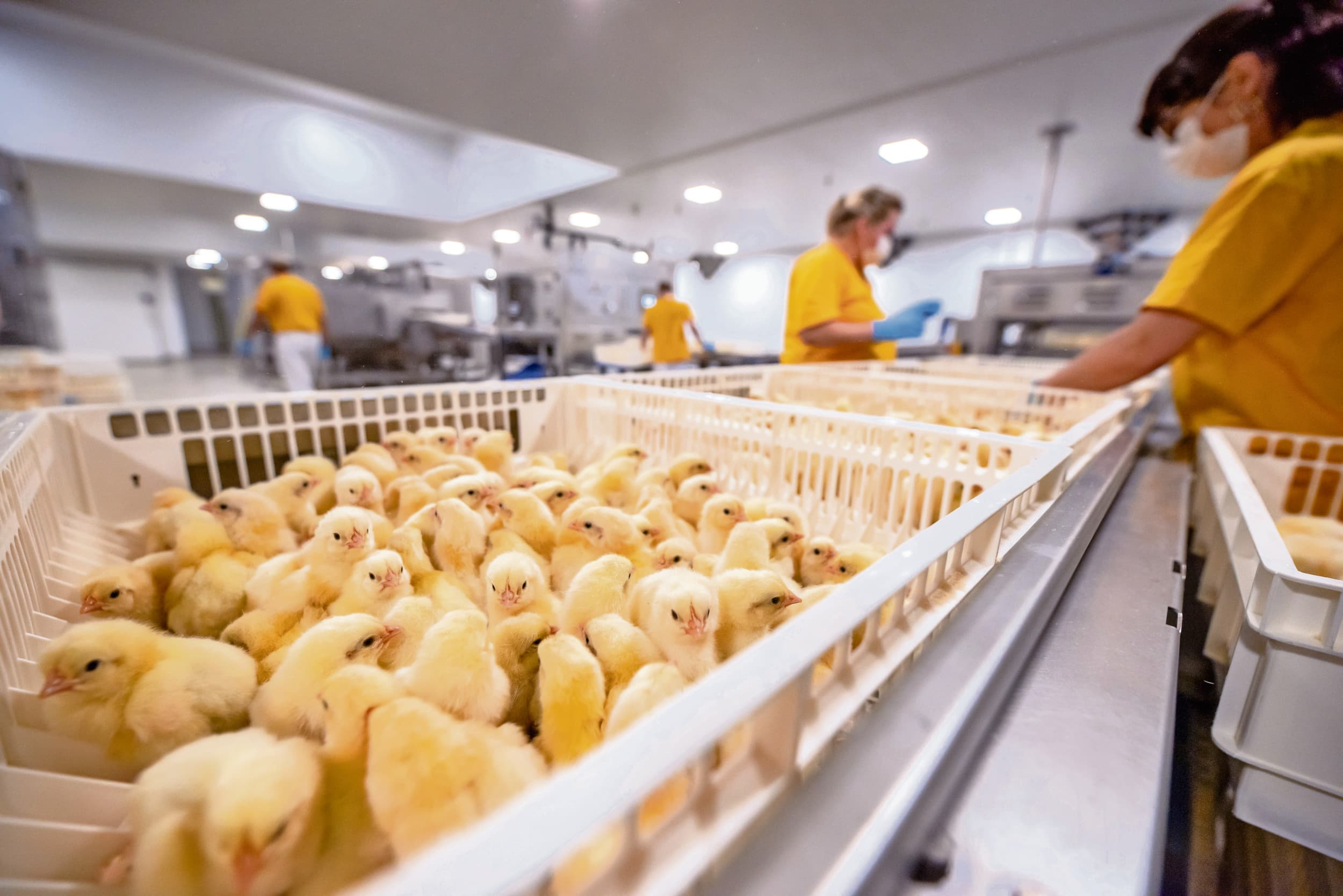 Verwerking van eendagskuikens op een broederij. Vanaf 2026 worden tafeleieren geproduceerd zonder dat eendagshaantjes worden gedood. Foto: Michel Velderman