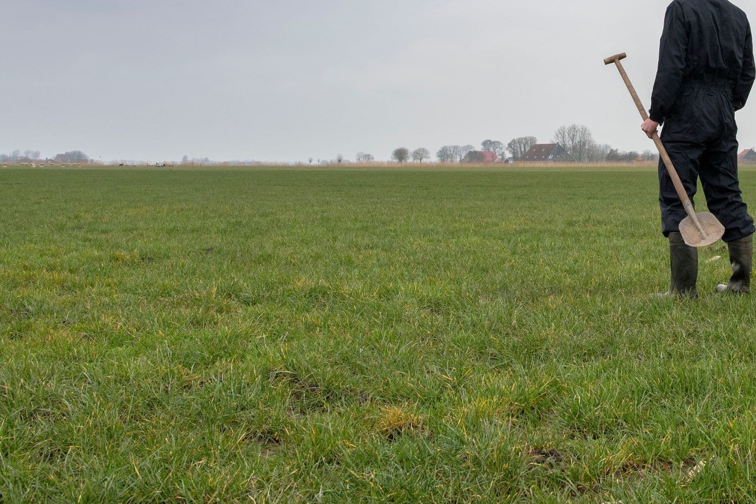 Blijvend grasland legt extra CO₂ vast en levert melkveehouders verhandelbare certificaten op. Foto: Mark Pasveer