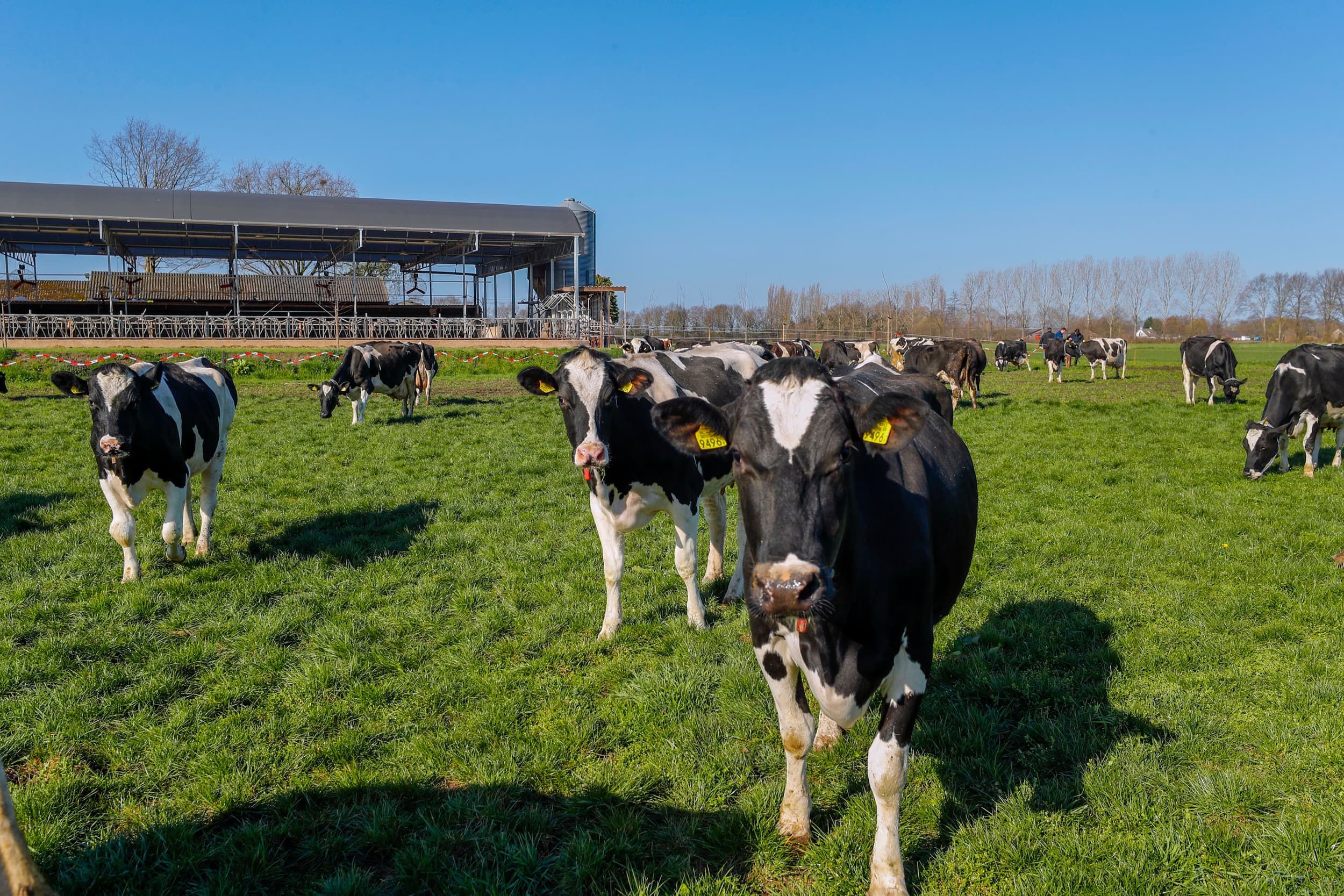 Overijssel trekt €234 miljoen uit voor extra subsidie aan melkveehouders die veel weidegang toepassen, bovenop bestaande regelingen. Foto: Bert Jansen