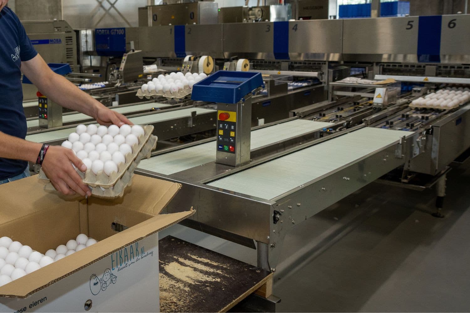 De pluimveehouder ontwikkelde een allergie voor kippenstof, waardoor normaal werken niet overal meer mogelijk is. – Foto: Peter Roek