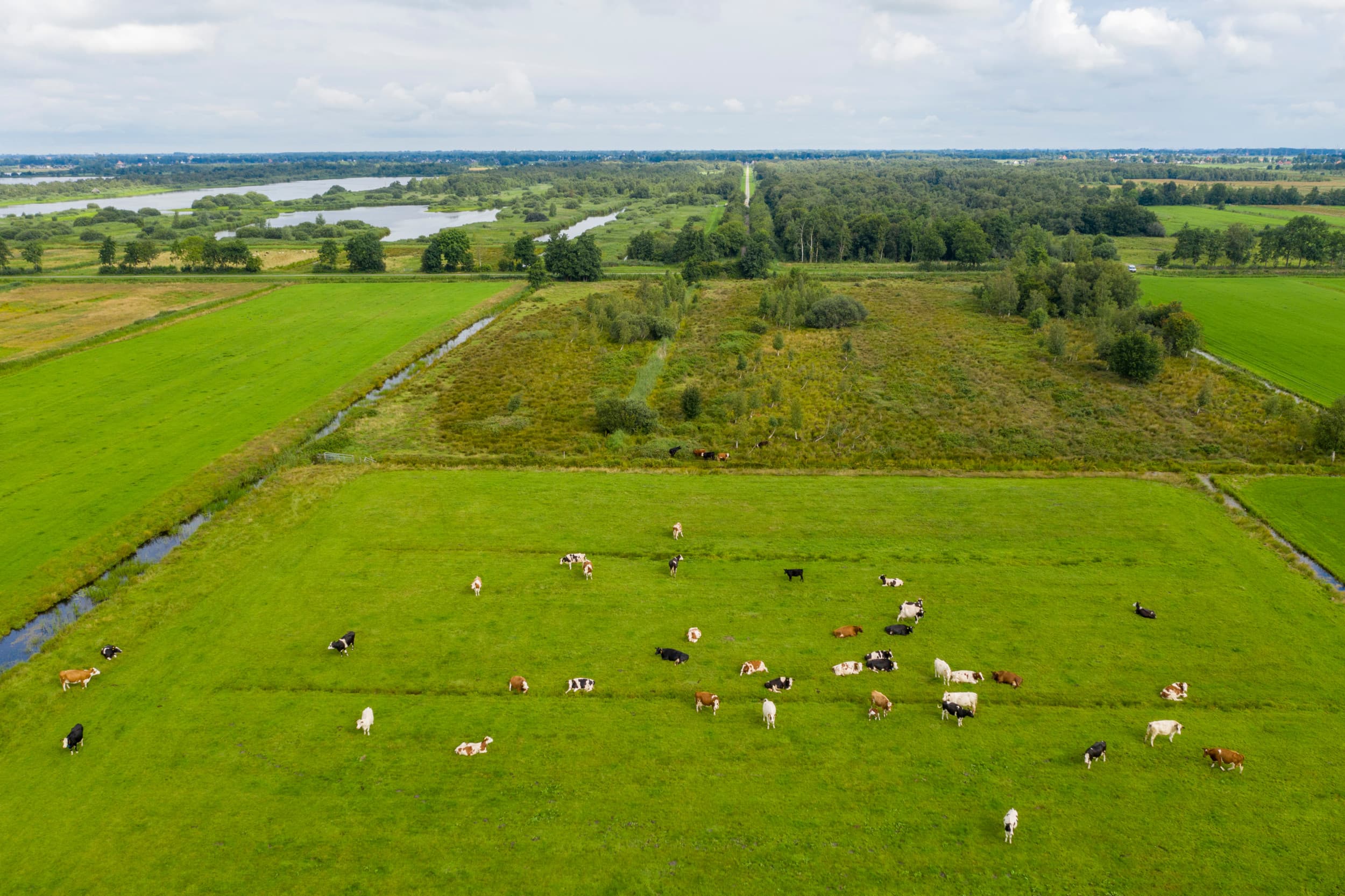 Foto gemaakt in de zomer met op de achtergrond het Friese Natura 2000-gebied van It Fryske Gea. Foto: Anne van der Woude