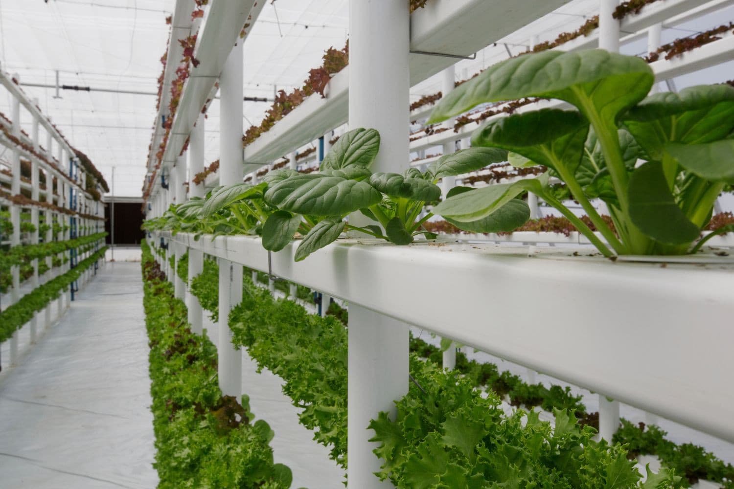 Deloitte stelt ook verticale landbouw voor, waarbij minder ruimte nodig is en de opbrengst per vierkante meter toeneemt. Foto: Canva/Getty Images