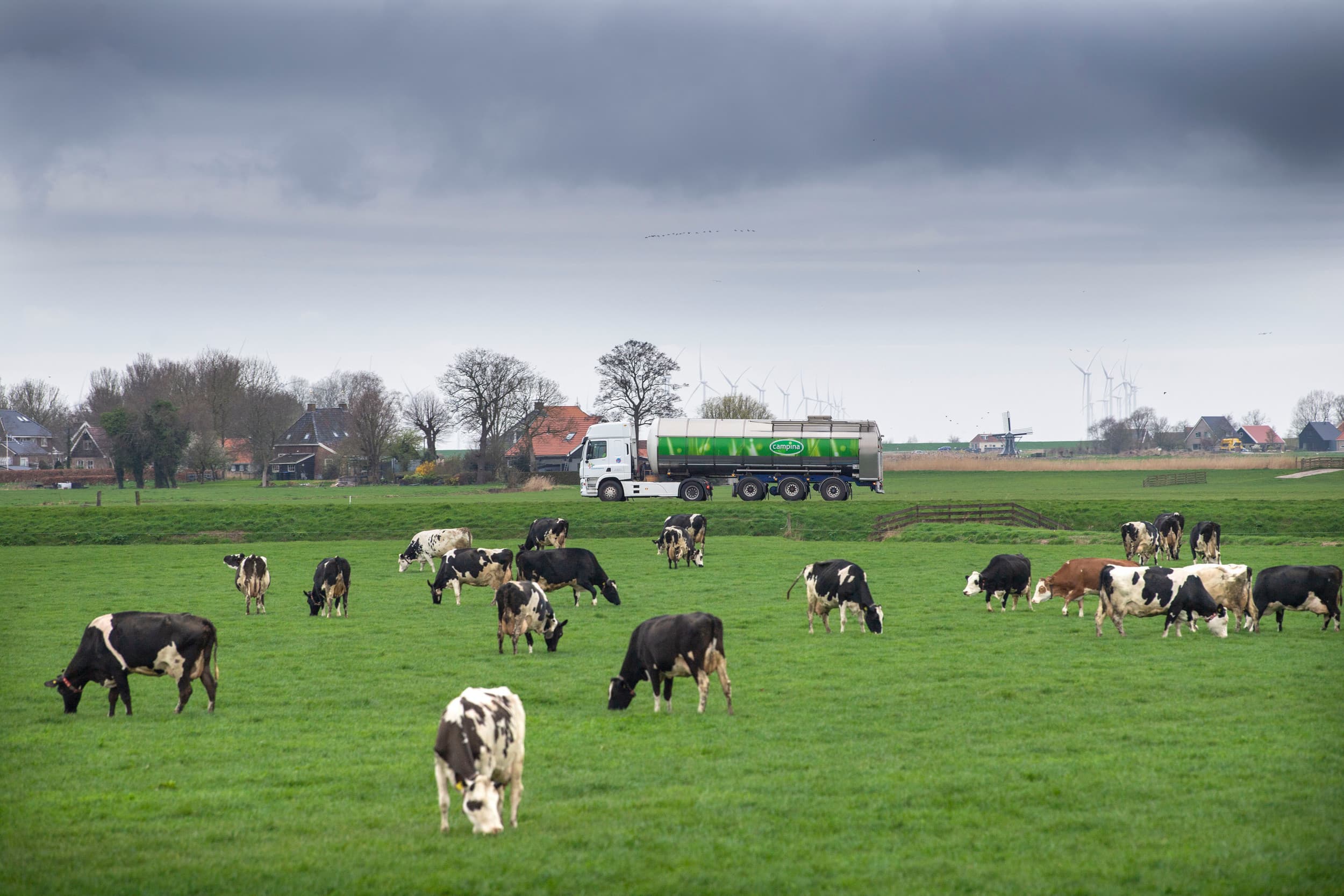 FrieslandCampina werft actief nieuwe leden om de dalende melkaanvoer te compenseren, verwacht in 2025 meer toetreders dan stoppers, en zet in op kostenbesparingen en een fusie met Milcobel voor toekomstige stabiliteit. Foto: Mark Pasveer
