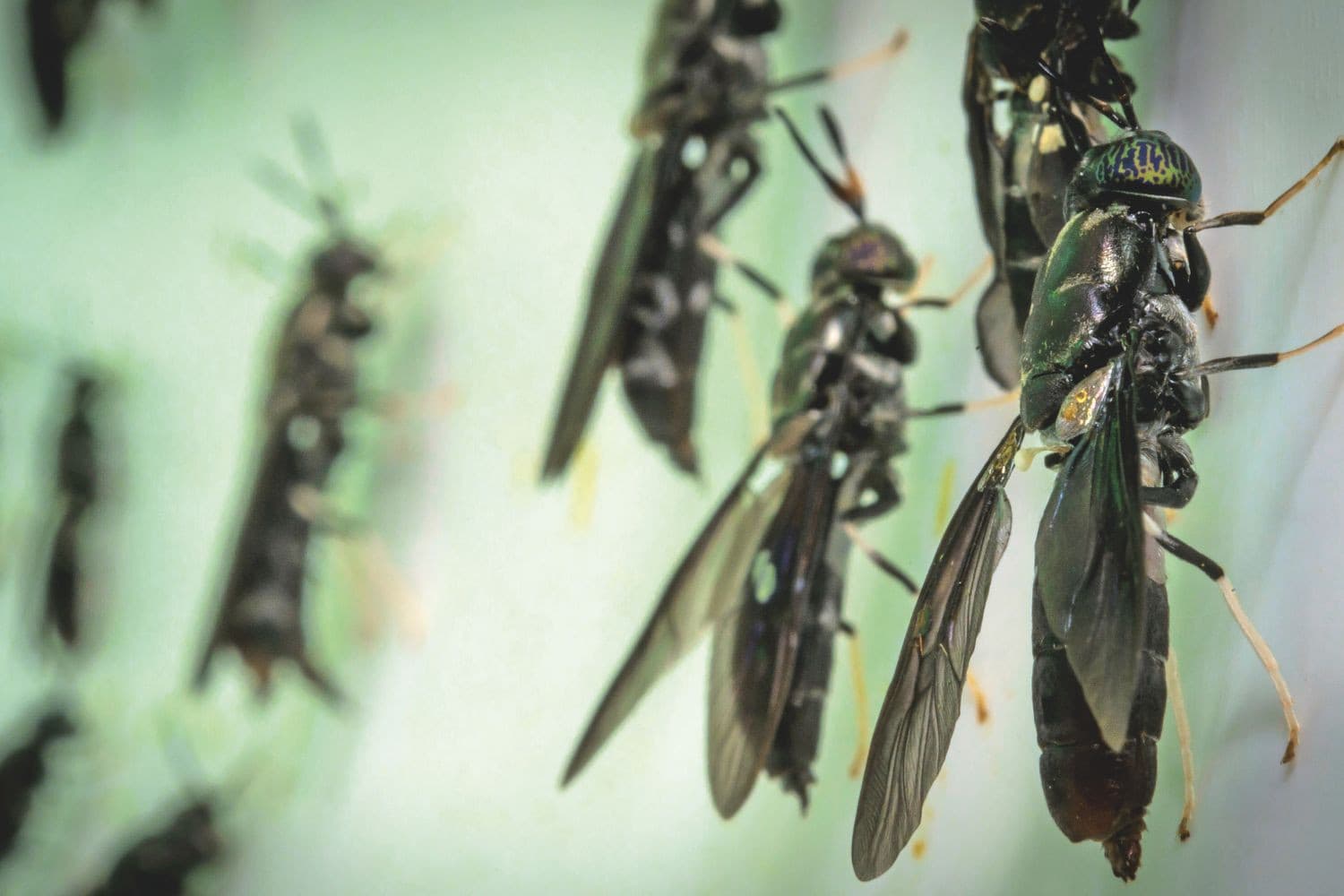 De zwarte soldatenvlieg is de go-to-bron voor alternatieve voer-ingrediënten met een hoge mate van duurzaamheid. Foto: Protix