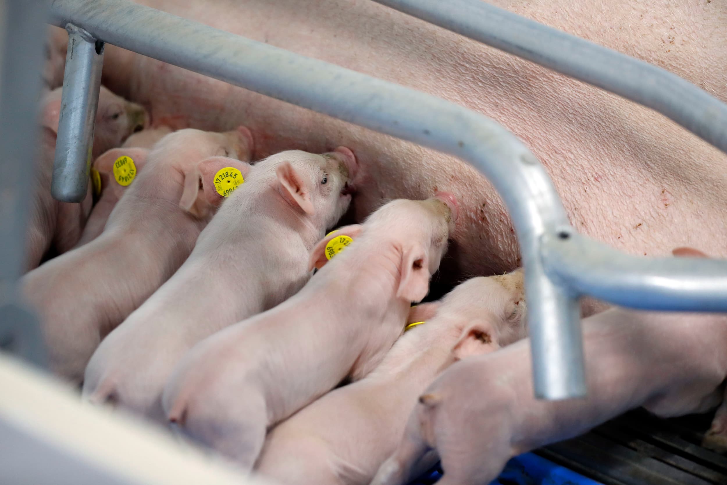 De afroming bij de handel in varkensrechten wordt per 1 januari ingevoerd op 22% om de mestproductie te verminderen. Foto: Bert Jansen