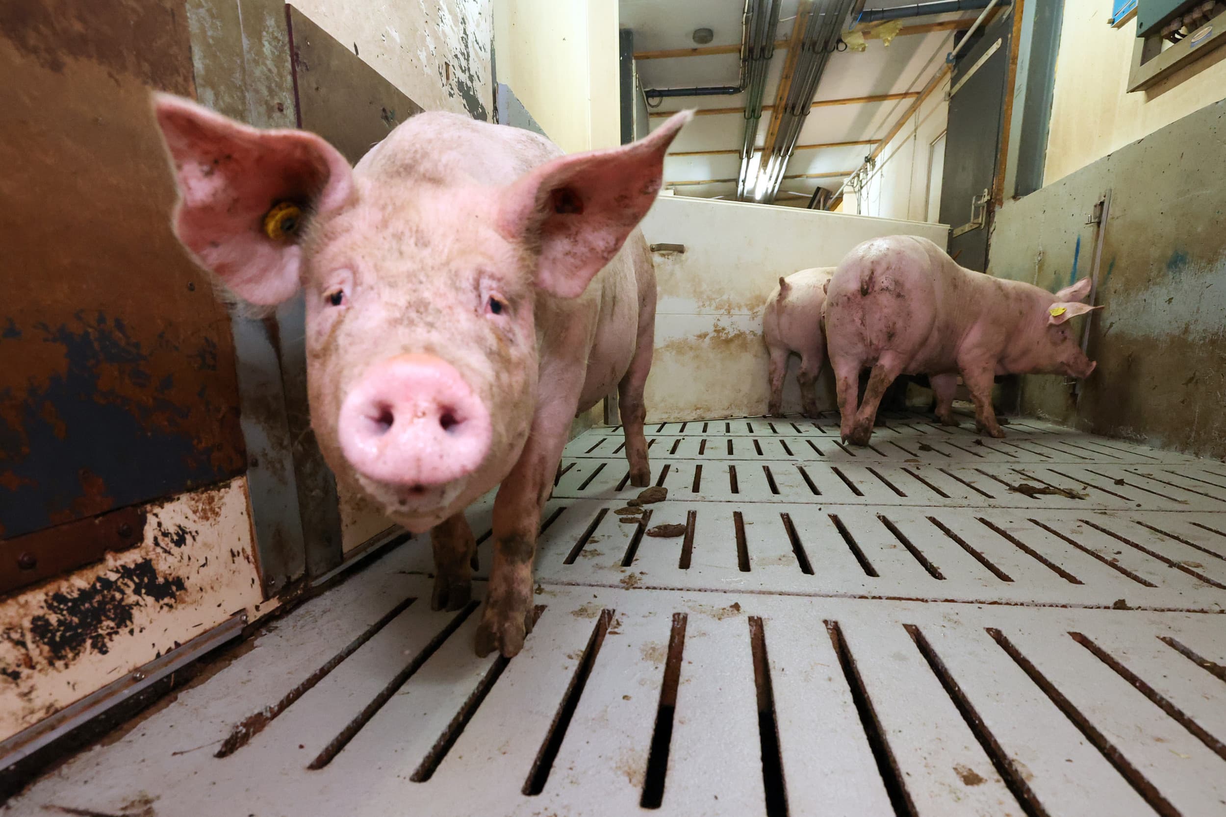 Rabobank verwacht in 2025 een lichte groei van de varkensvleesproductie wereldwijd, maar waarschuwt voor risico’s door handelspolitiek, geopolitieke onzekerheden en dierziekten. Foto: Bert Jansen