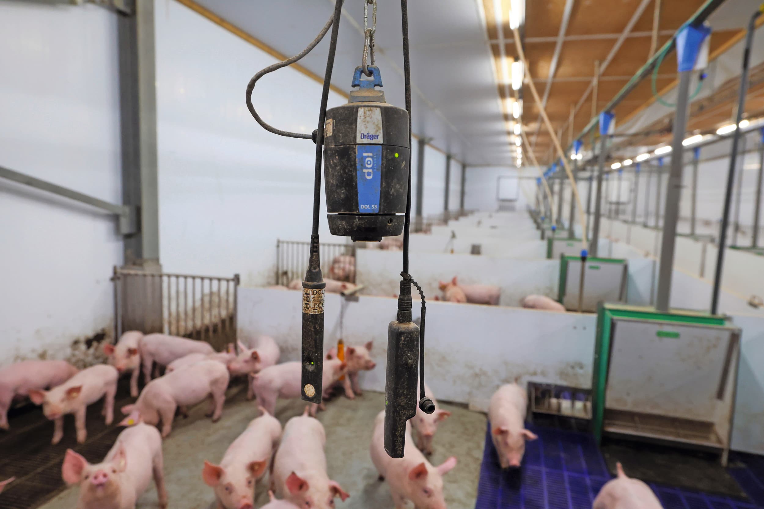 De sensor van de Slimme Stal meet temperatuur, luchtvochtigheid, ammoniak en CO2. De meter is geplaatst op circa 100 bedrijven die voor het Beter Leven-concept van Vion produceren (Starfarmers). Via een app krijgt de varkenshouder real-time informatie. Foto: Bert Jansen