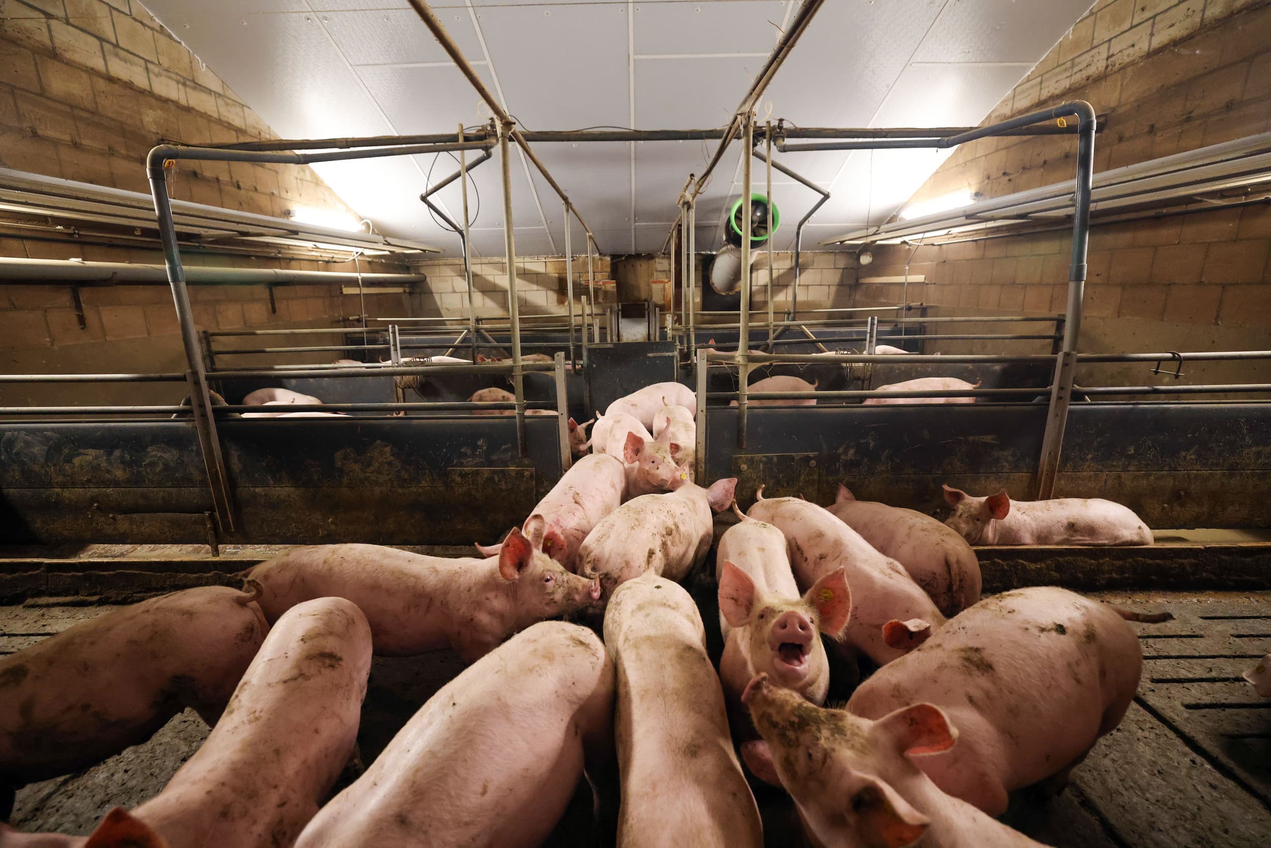 circulaire grondstoffen varkensvoeders