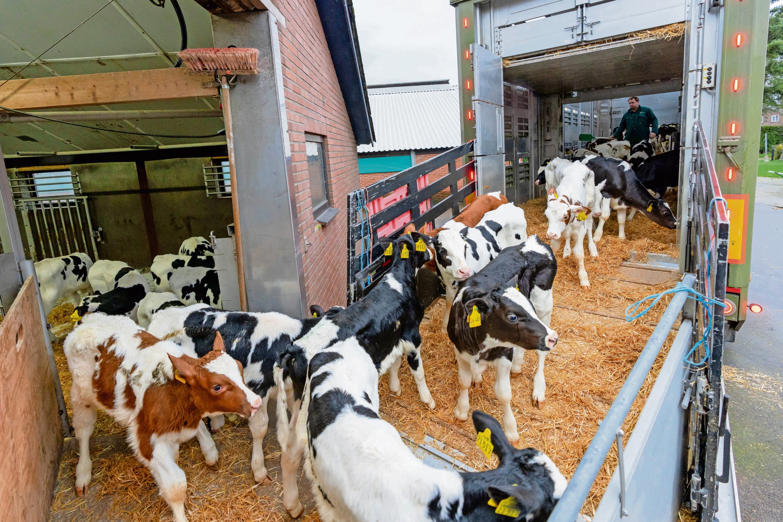 Melkveehouderij en kalverhouderij moeten beter samenwerken. Een kalverpaspoort met cruciale informatie helpt daarbij, zegt LTO-bestuurder Kreuger. Foto: Jan Willem Schouten