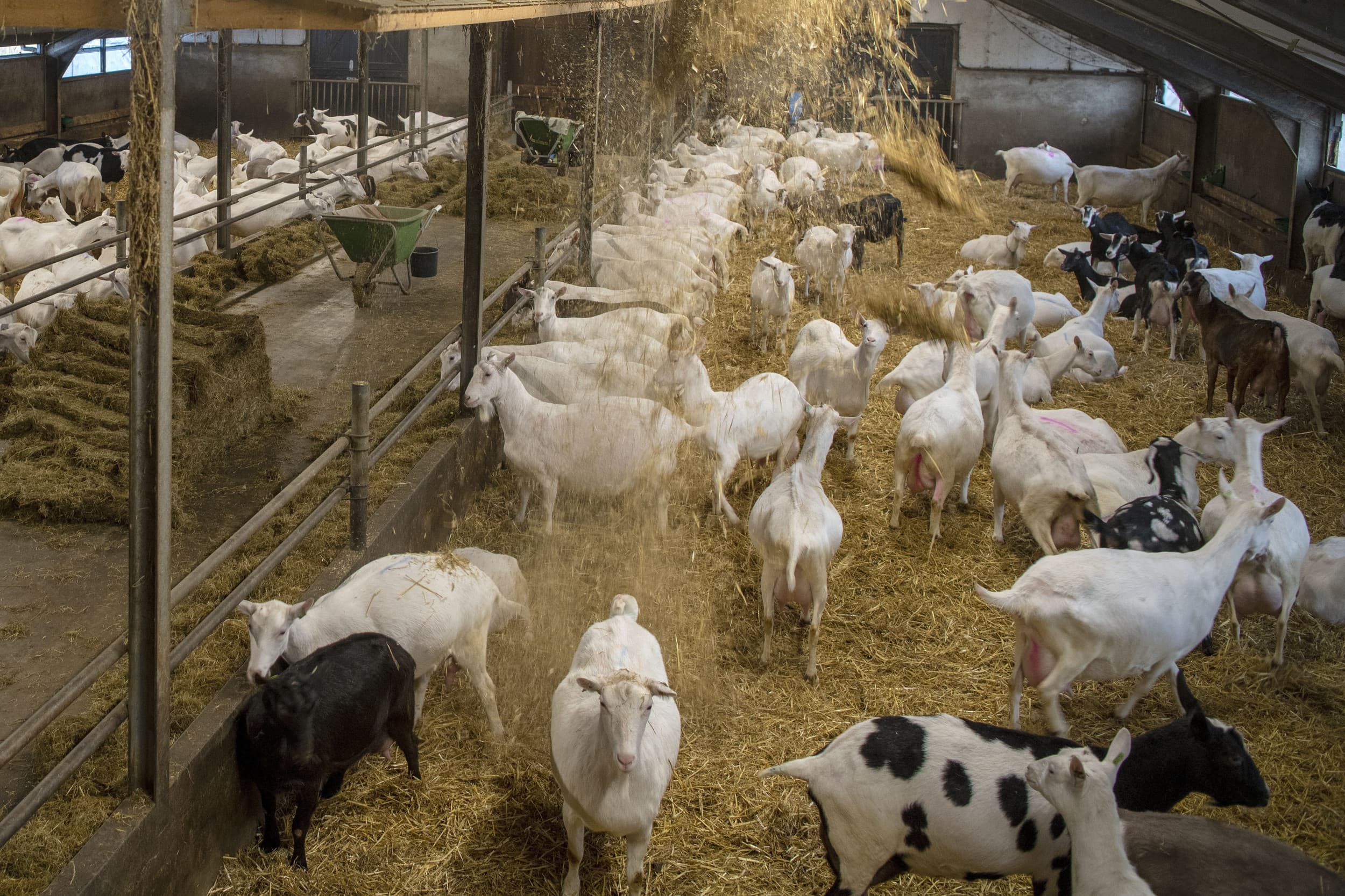 gezondheid mest fosfaat geitenhouderij
