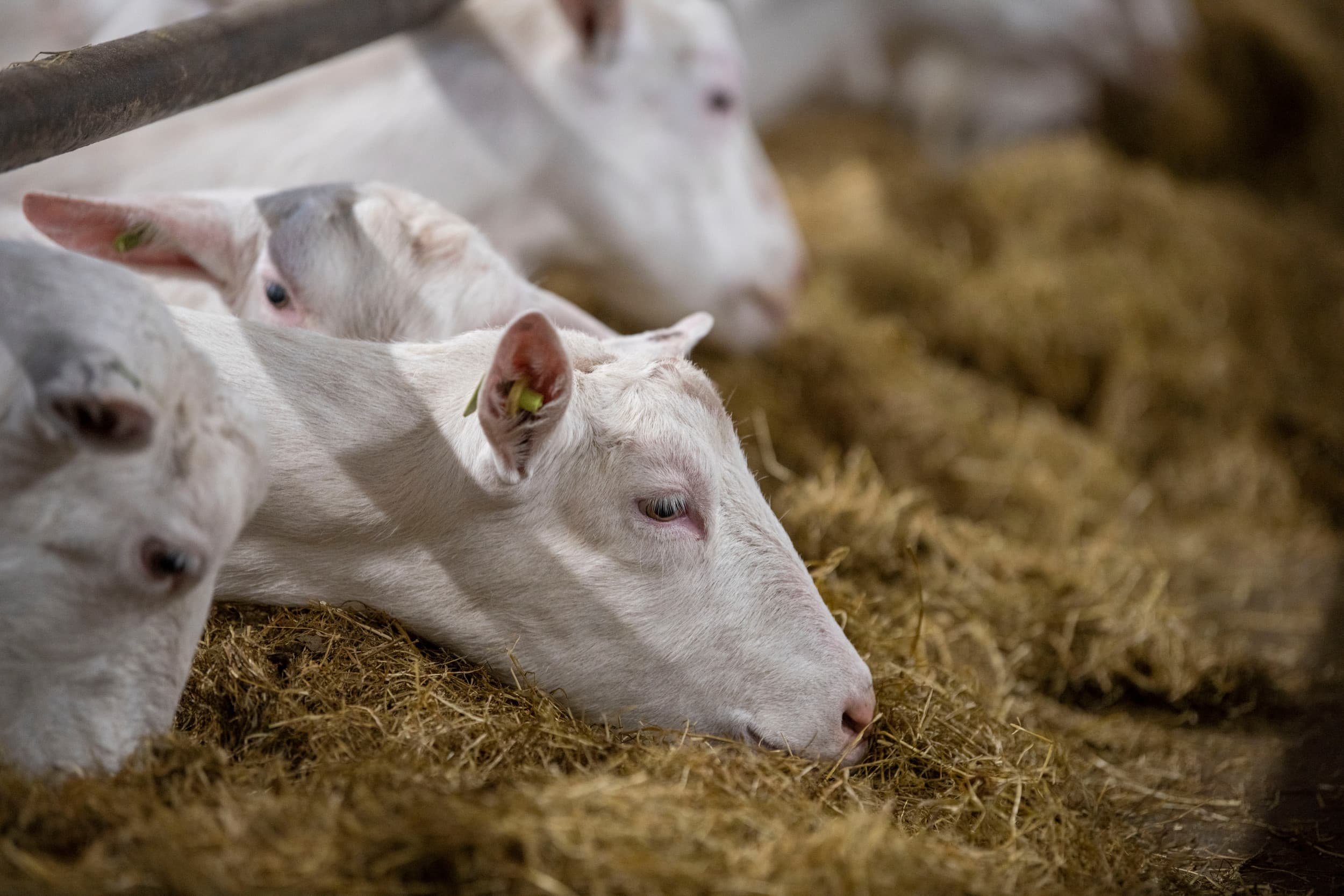 Volgens Q-support is bij ongeveer 600 mensen vastgesteld dat ze chronische Q-koorts hebben, maar zijn er mogelijk 400 tot 1.600 mensen die hier zonder diagnose mee rondlopen. Foto: Mark Pasveer
