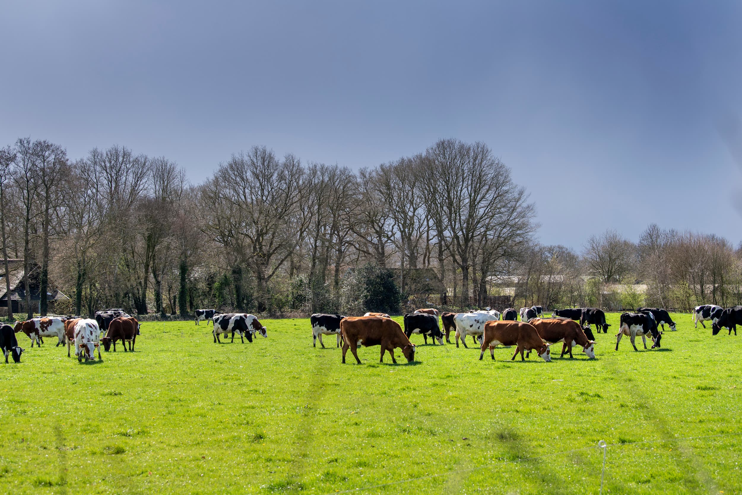 FrieslandCampina focus melk