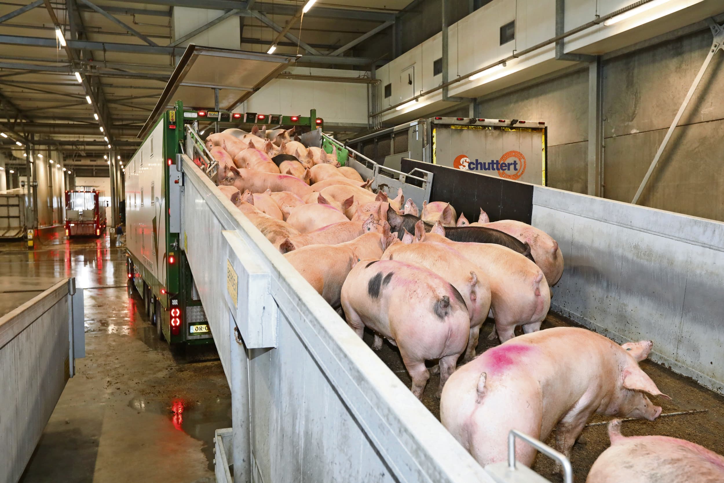 De afname van de varkensstapel komt door overheidsbeleid, maar ook door marktomstandigheden. Foto: Henk Riswick