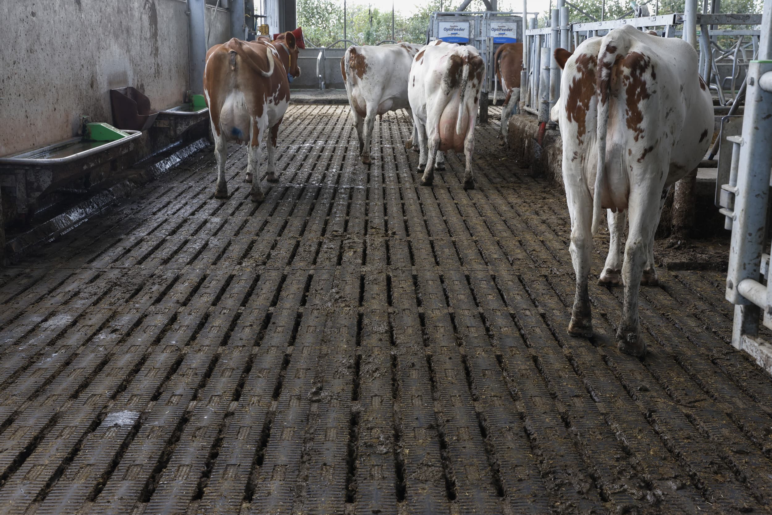 ABN AMRO ziet grote opgave veehouderij voor klimaat