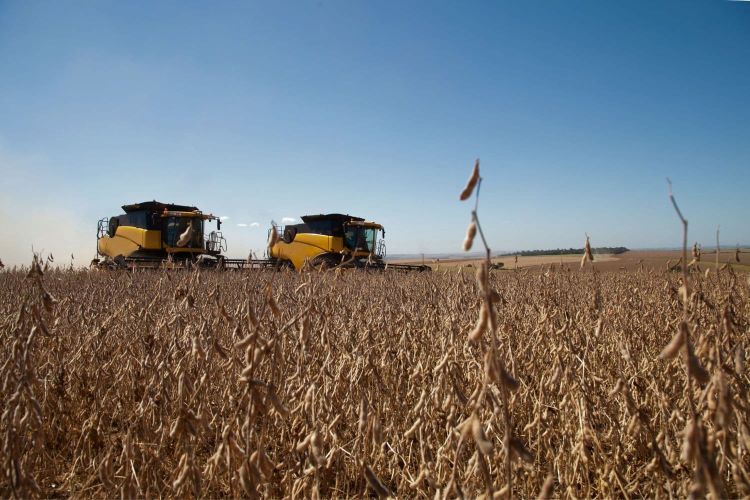 Trump bekritiseert de EU-landbouwvisie, die strengere eisen voor invoerproducten zoals Noord-Amerikaanse soja wil invoeren, en waarschuwt dat dit de EU zelf zal schaden. Foto: Canva