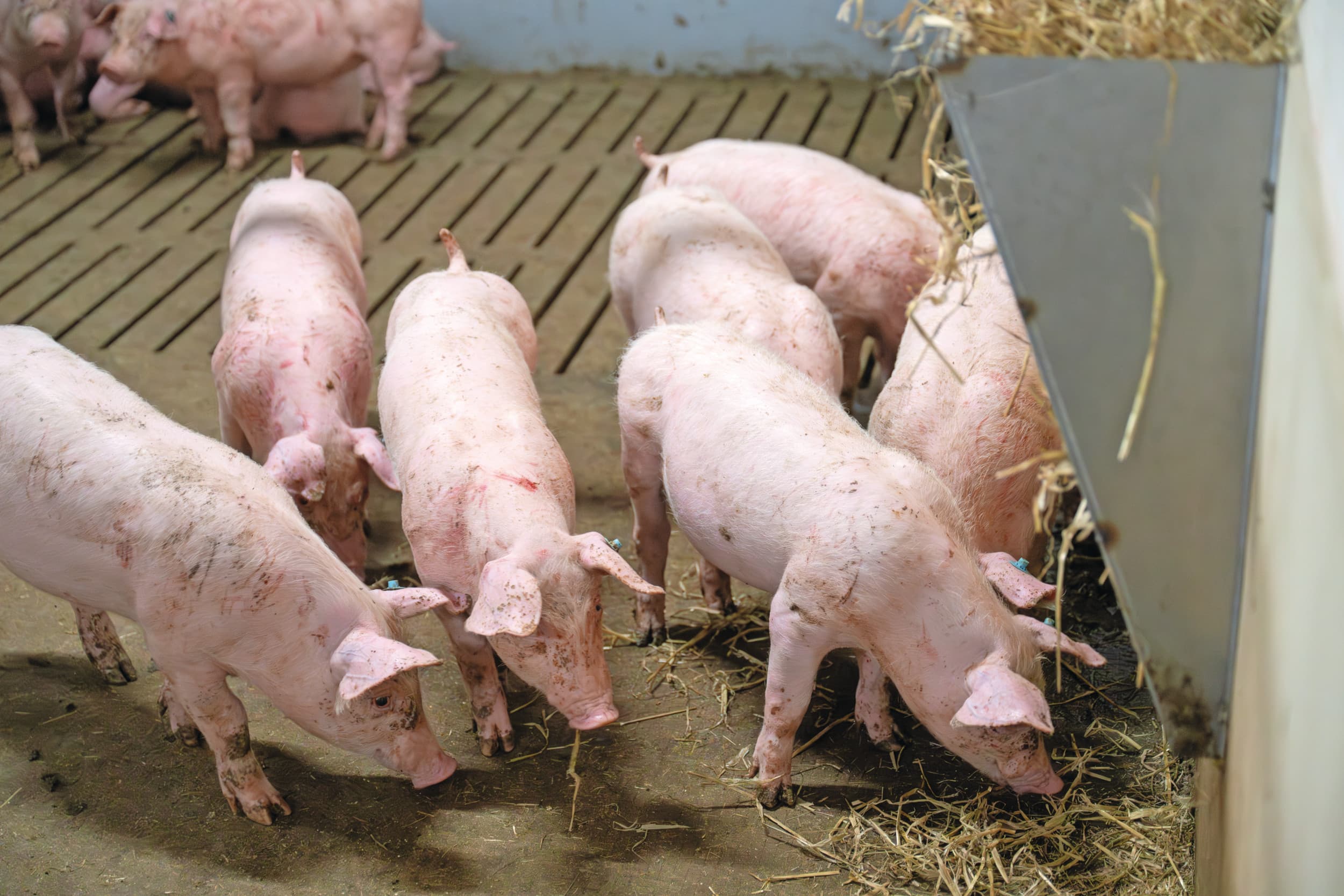 aanbod afzet BLK-varkens