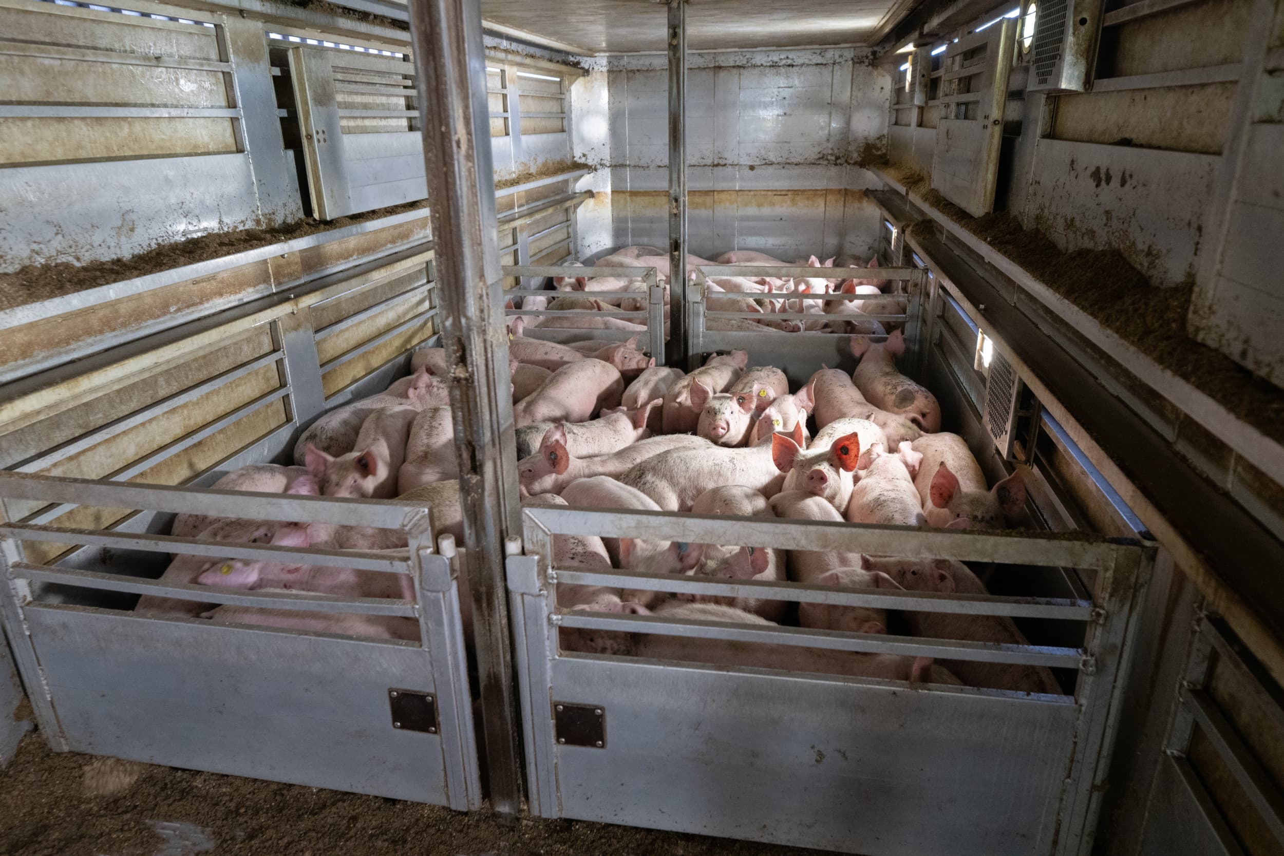 aanpak dierenwelzijn Wiersma