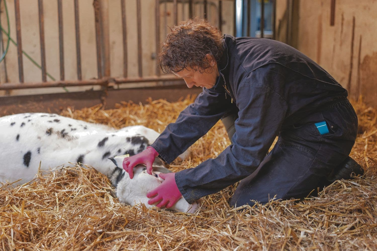 Dierenarts Iris Kolkman controleert bij het onthoornen kalveren ook op bleke slijmvliezen. Dit wijst op een laag Hb-gehalte waardoor kalveren minder vitaal zijn. Foto: Mark Pasveer
