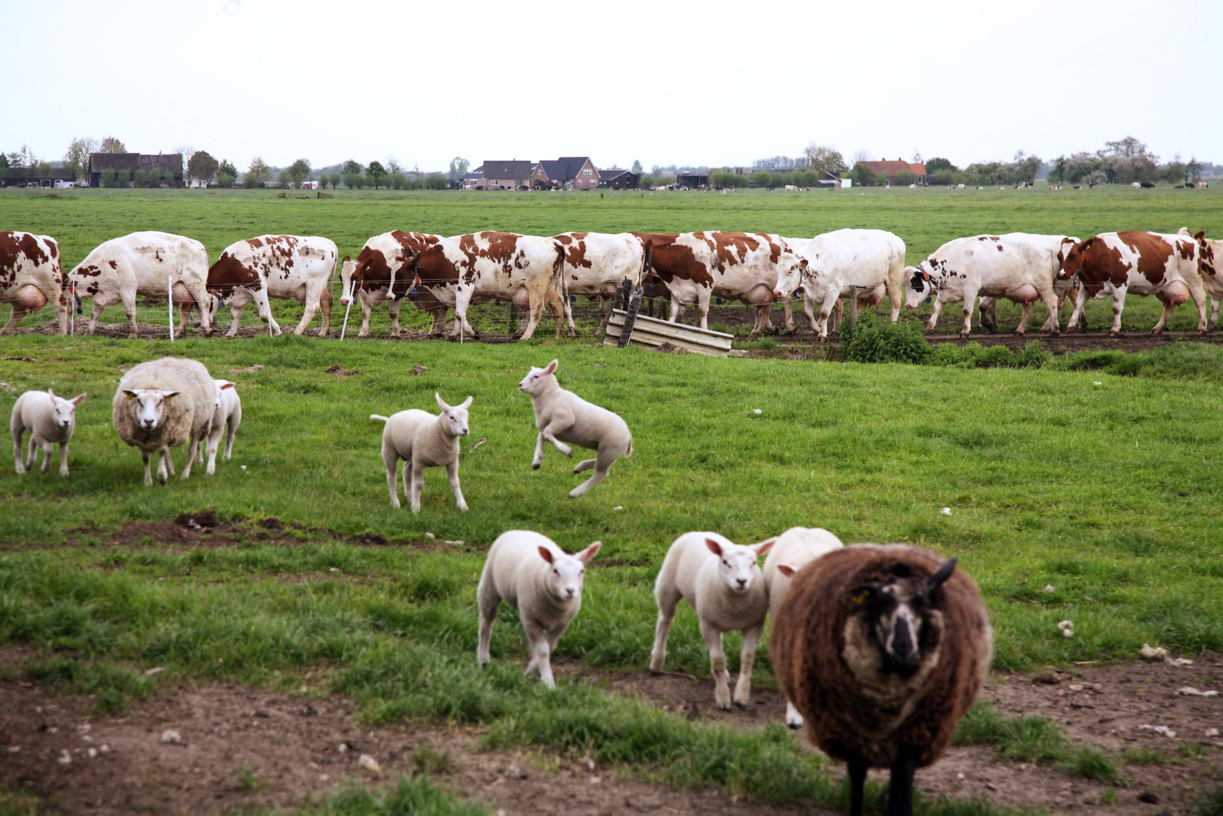 geen EU-geld voor schapenhouder met schade blauwtong