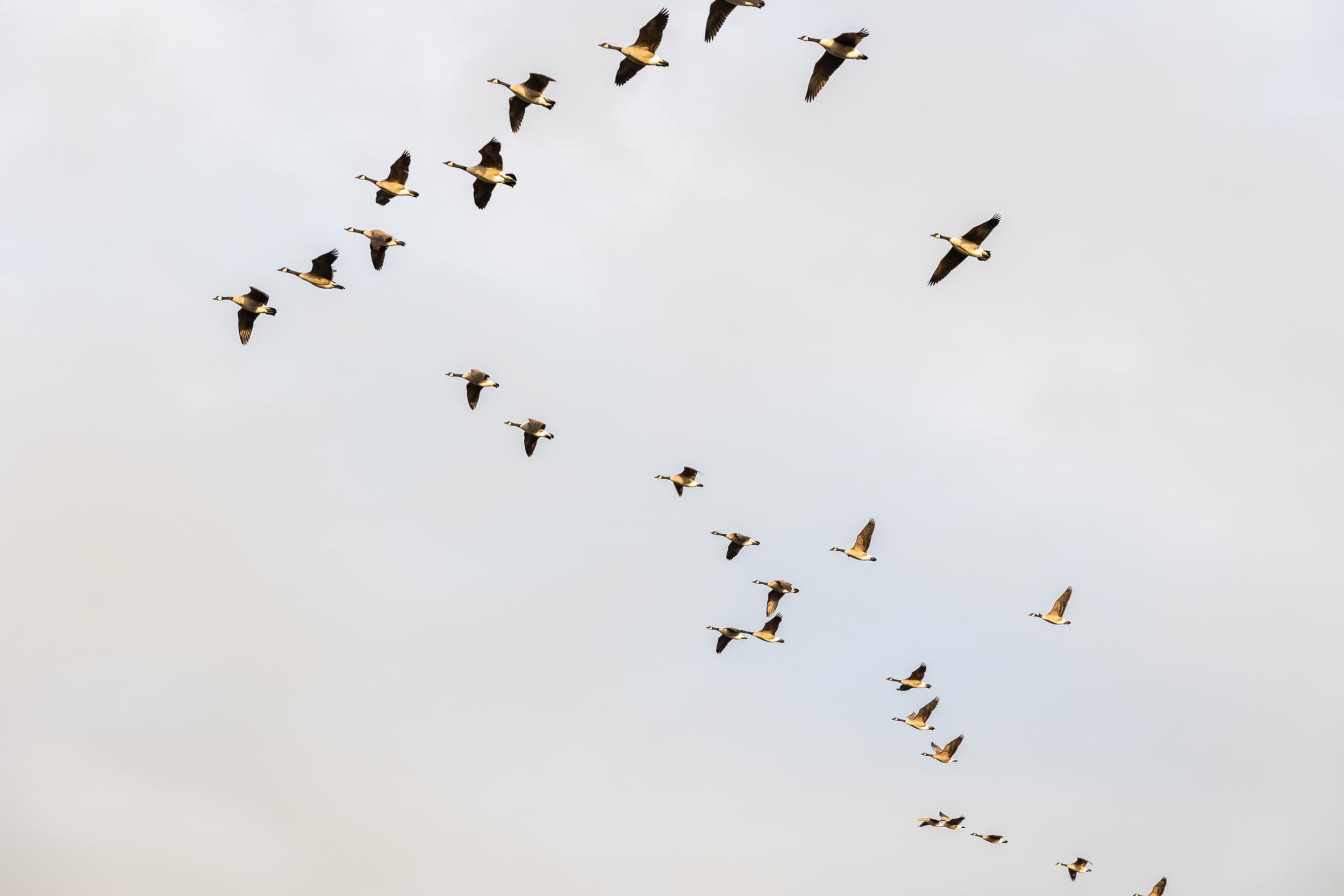 Ganzen op trektocht. Frankrijk verliest opnieuw zijn vogelgriepvrije status door nieuwe uitbraken, terwijl ook in het VK meerdere besmettingen en ruimingen plaatsvinden. Foto: Herbert Wiggerman