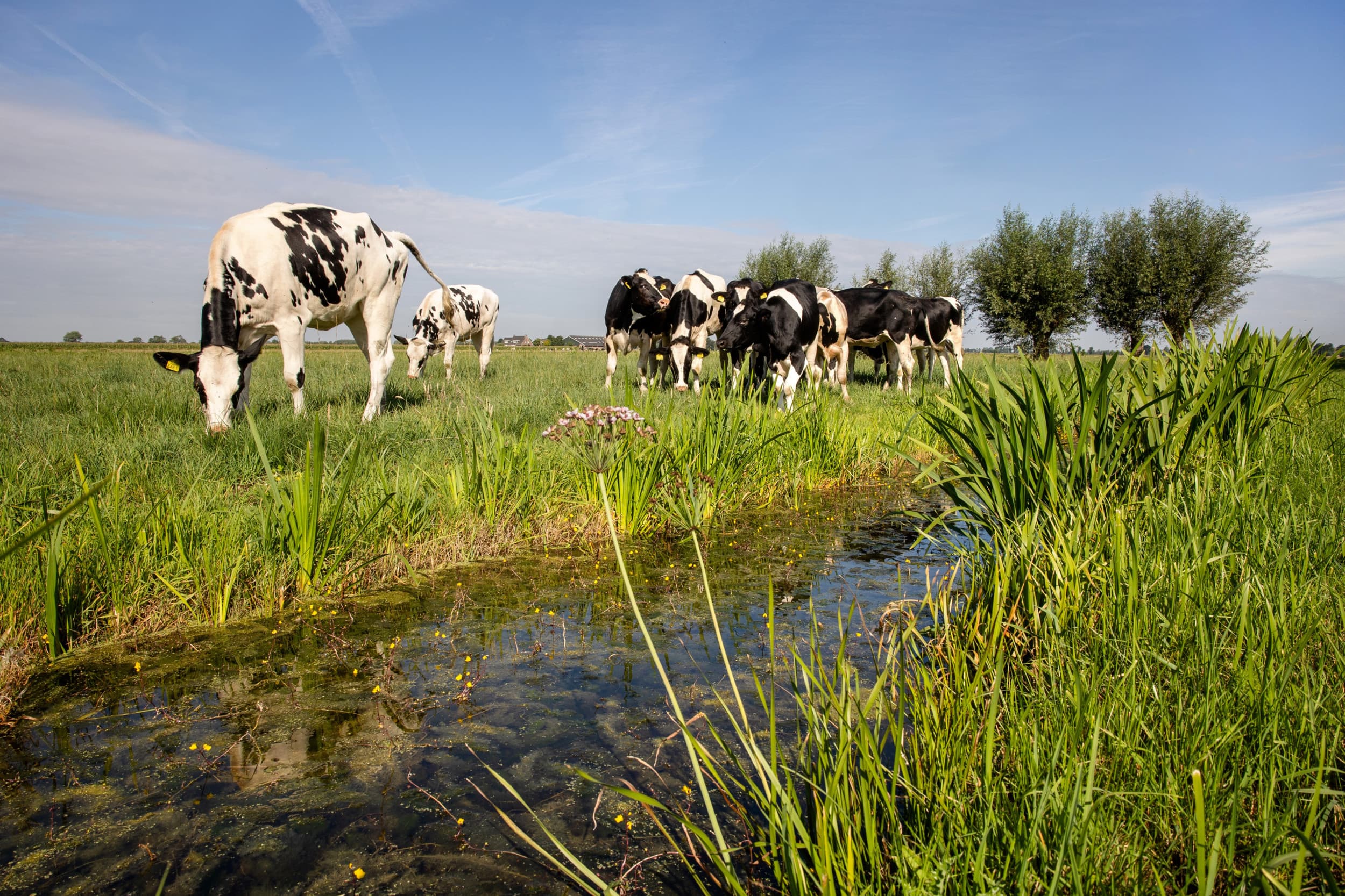 kritiek CDA landbouwbegroting