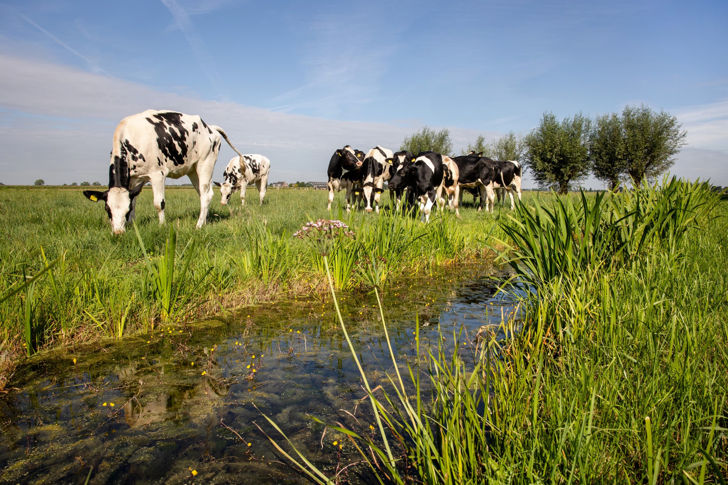 Foto: Herbert Wiggerman