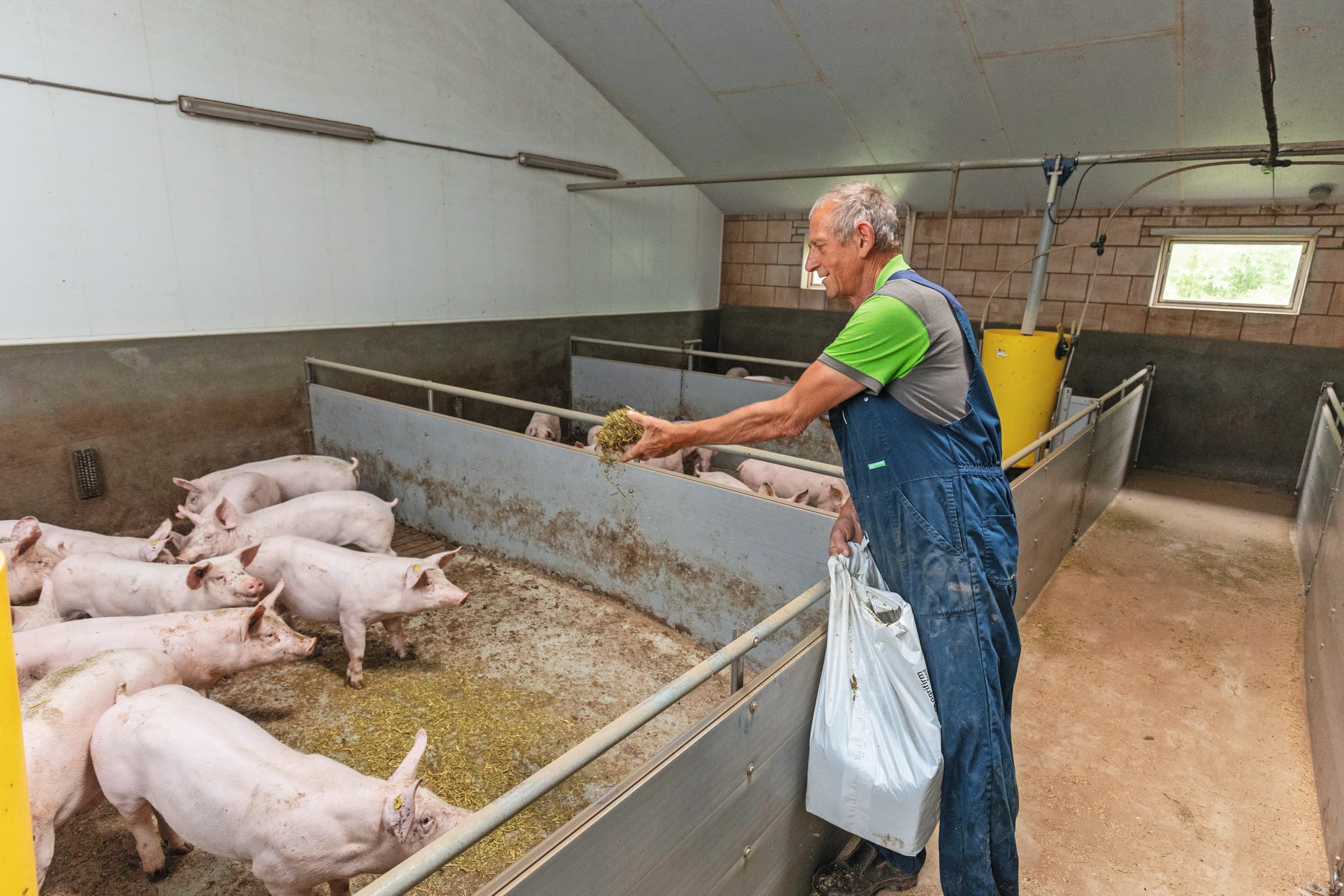 Afgelopen jaar viel een op de vier geslachte varkens onder het Beter Leven-keurmerk. Door de krimp van de varkensproductie stijgt dit percentage naar 35%, omdat het volume Beter Leven-varkens in absolute zin gelijk blijft. Foto: Herbert Wiggerman