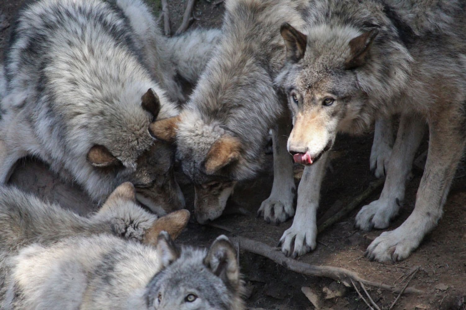 Het aantal wolvenaanvallen op vee is in 2024 bijna verdubbeld, terwijl het aantal roedels stabiel bleef en wolven nieuwe leefgebieden zoeken. Foto: Canva