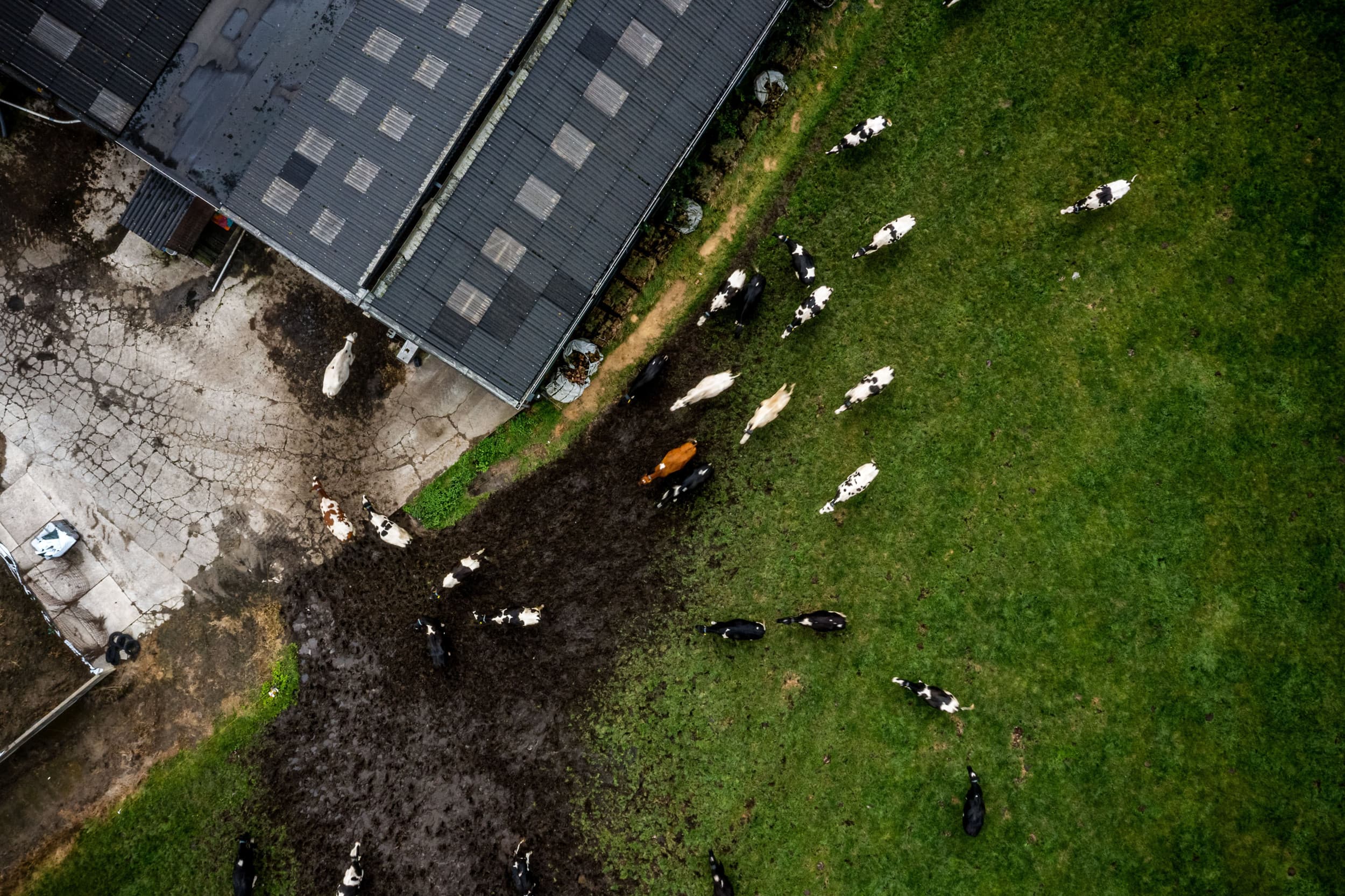 Melkveebedrijf nabij de Peel. Vooral veehouders op de Veluwe en in de Peel willen gebruikmaken van de stoppersregeling piekbelasters (LBV+). Foto: ANP