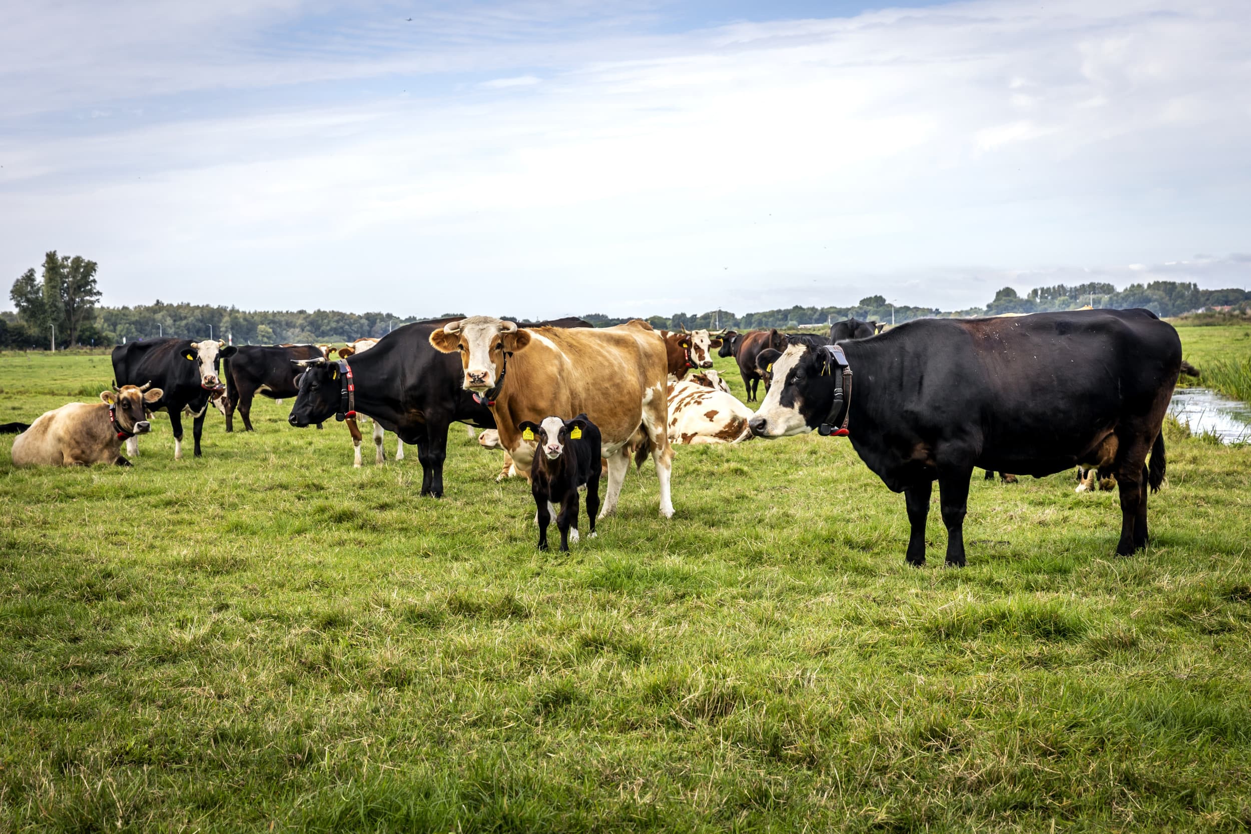 melkveebedrijven doen mee aan ontwikkelgroep FrieslandCampina