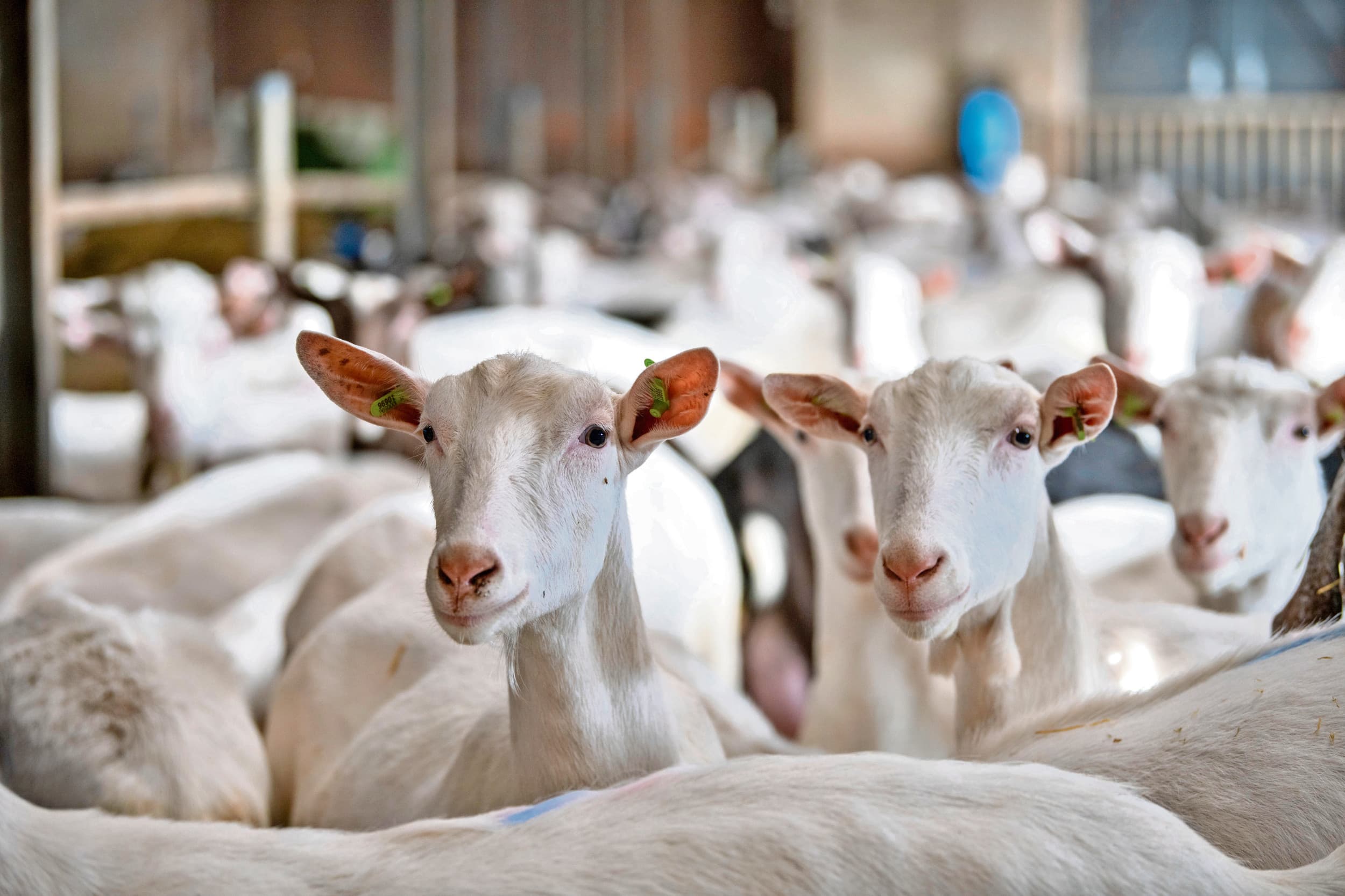 Mensen die in de buurt van een geitenhouderij wonen, hebben een verhoogde kans op longontsteking, blijkt uit onderzoek. Een oorzakelijk verband tussen geitenbedrijven en longontstekingen kan echter niet worden gelegd. Foto: Mark Pasveer