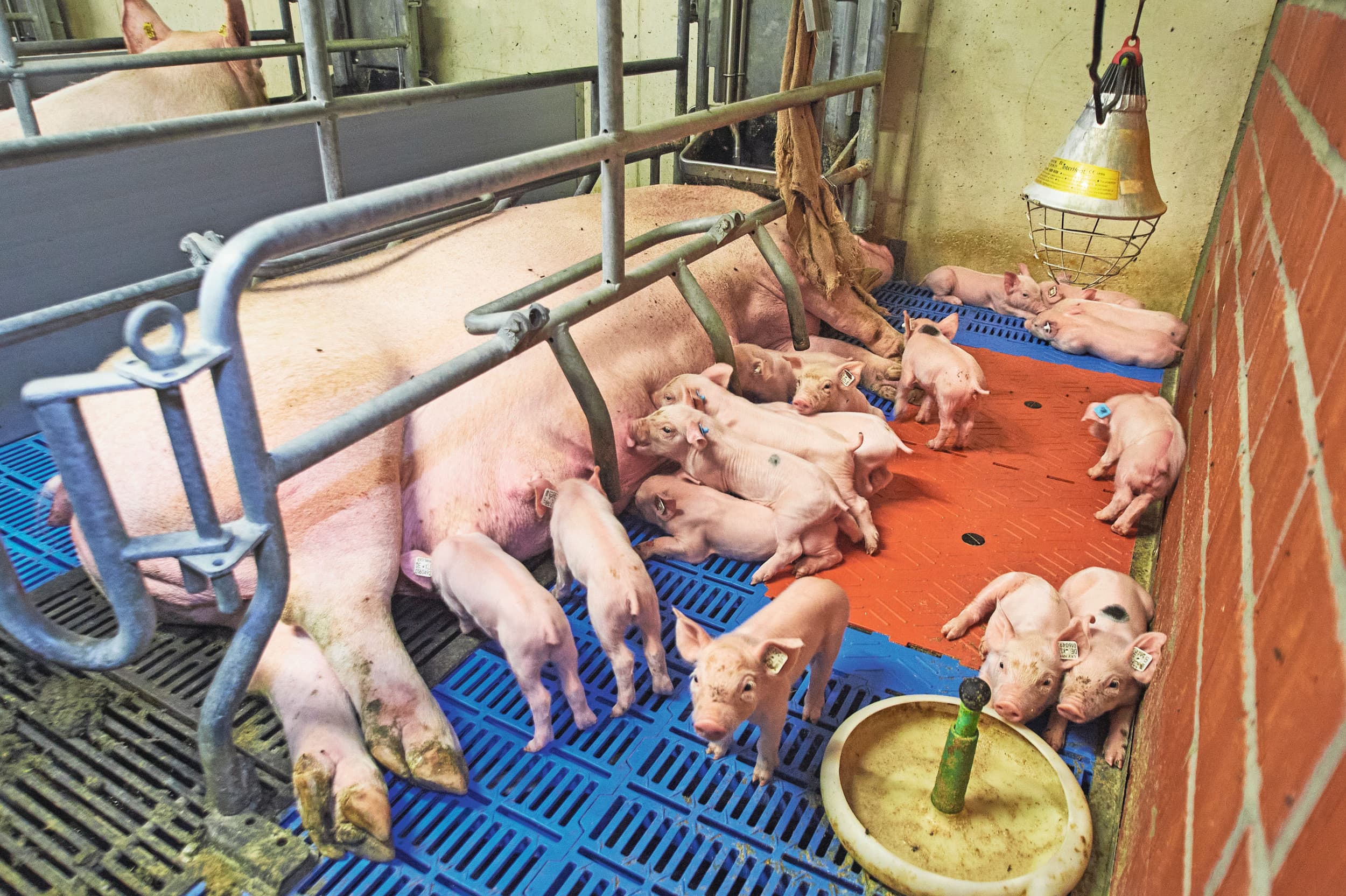 De Duitse varkenshouderij krijgt met veel aanvullende regels te maken, zoals een verbod op kraamboxen. Foto: Van Assendelft Fotografie