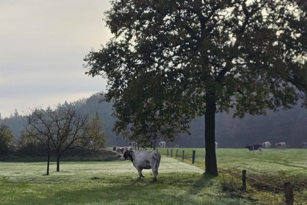 Met een bochtje moeten ze de wei in. Een van de dieren springt echter over het draad en rent de boomgaard van de buren in.