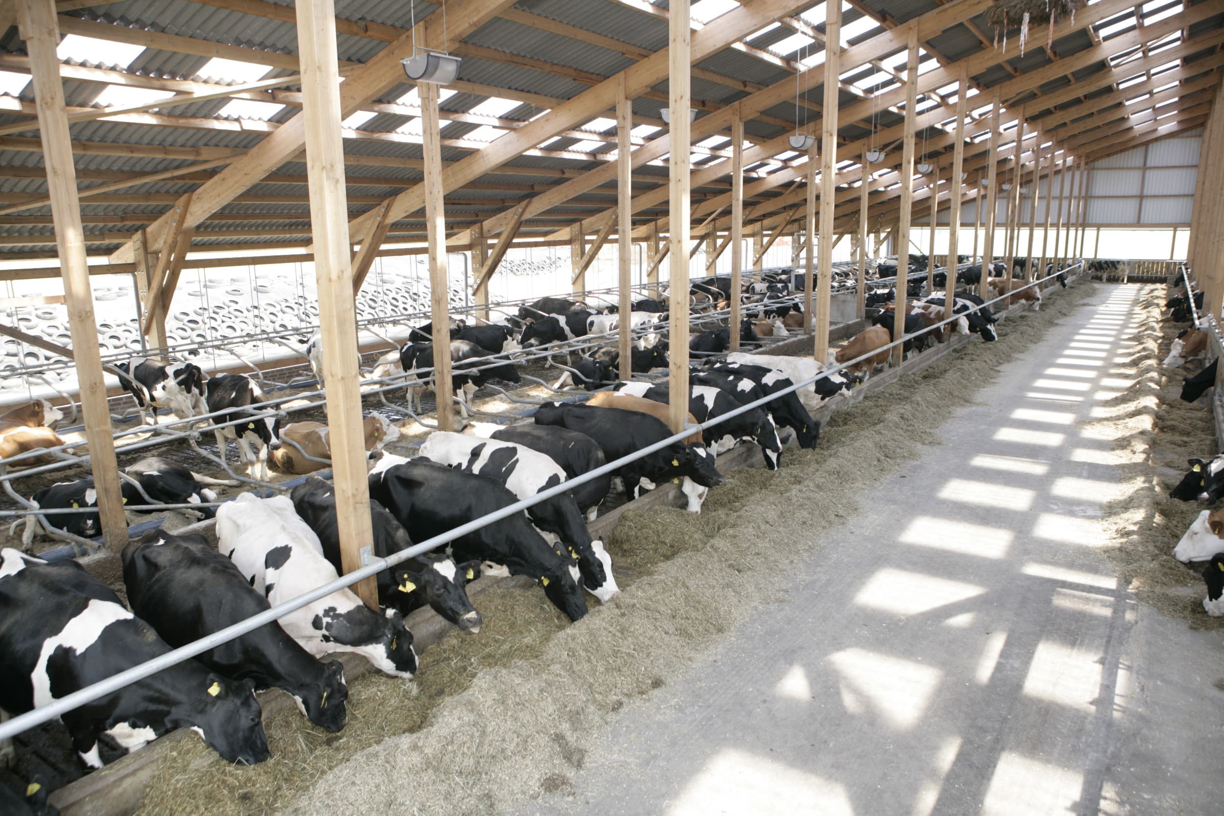 Duitse melkveehouders produceren jaarlijks 31 miljoen ton rauwe melk, maar verwacht wordt dat de productie de komende jaren met 5 tot 7% zal dalen. Foto: Henk Riswick