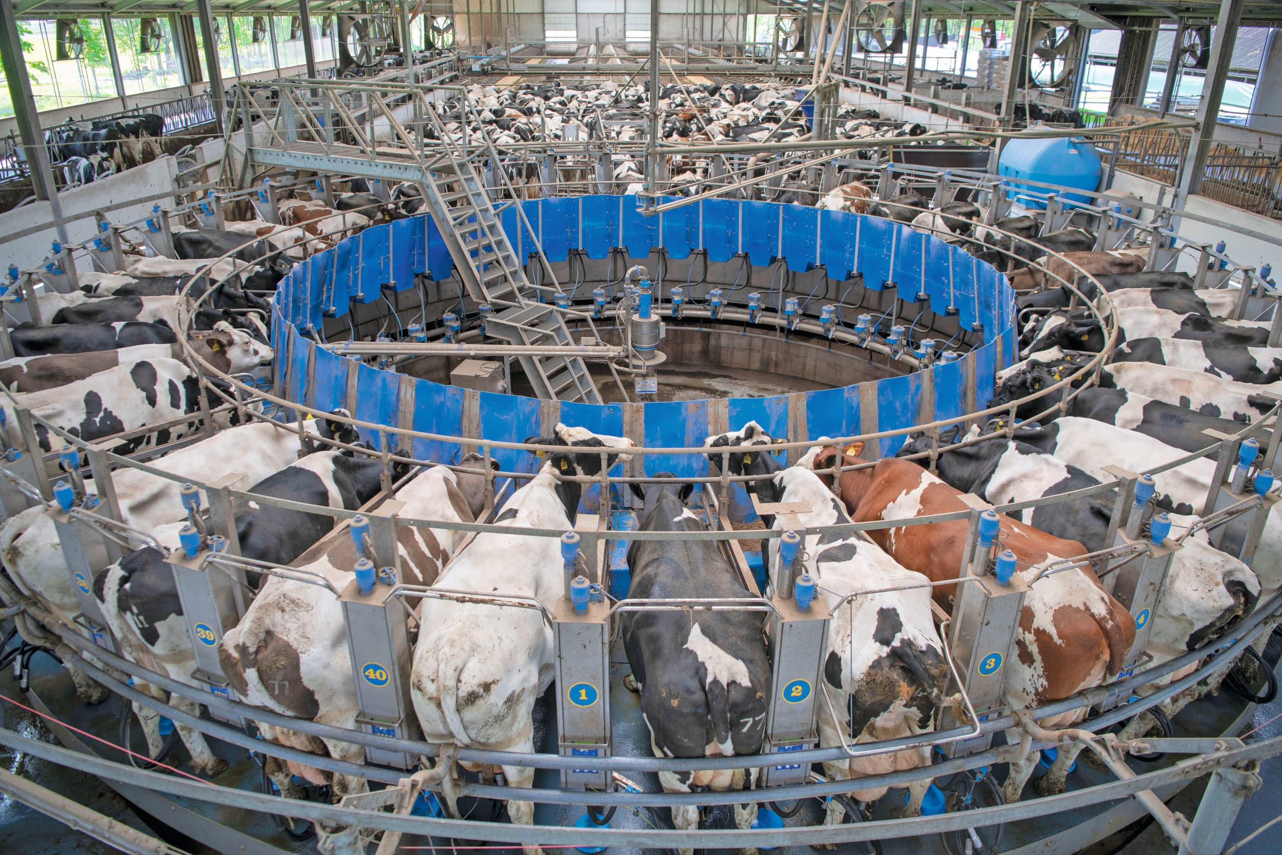 batchmelken automatisch melksysteem