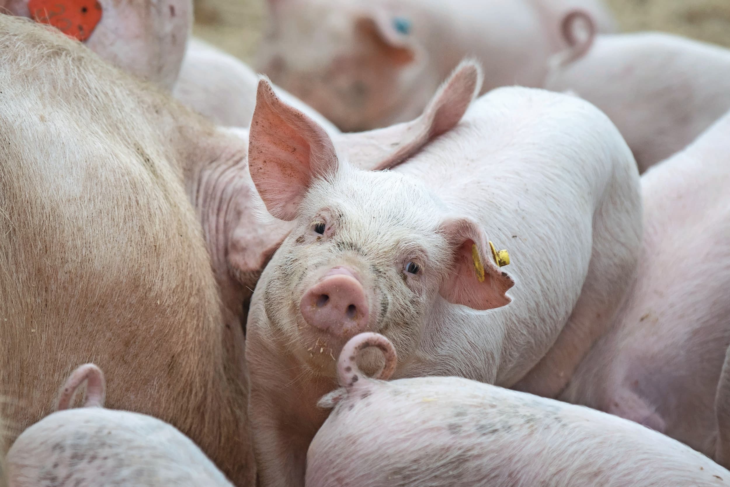 ontstekingsverschijnselen varkens SINS