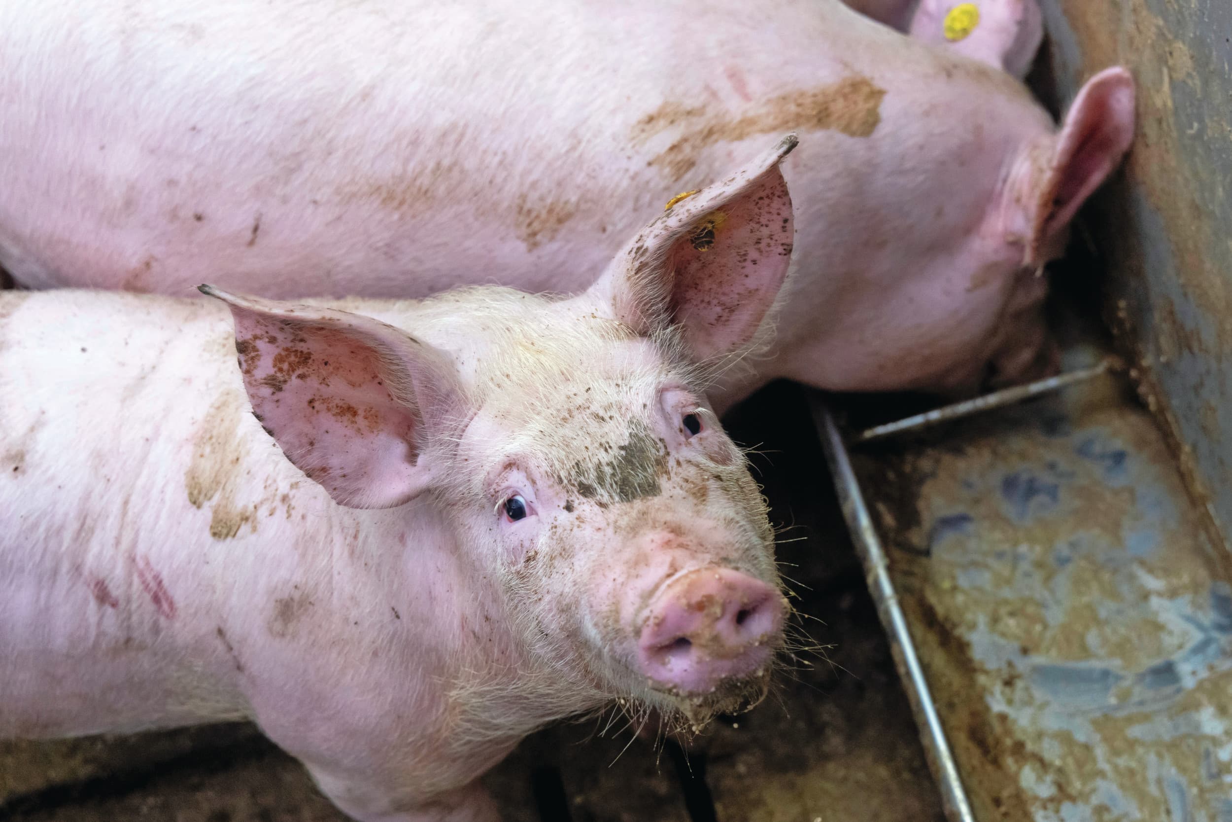 Het onderzoek door ILVO gebeurt bij vleesvarkens. Via de voeding van varkens is het mogelijk de uitstoot van ammoniak uit de mest te verlagen. Foto: Koos Groenewold.