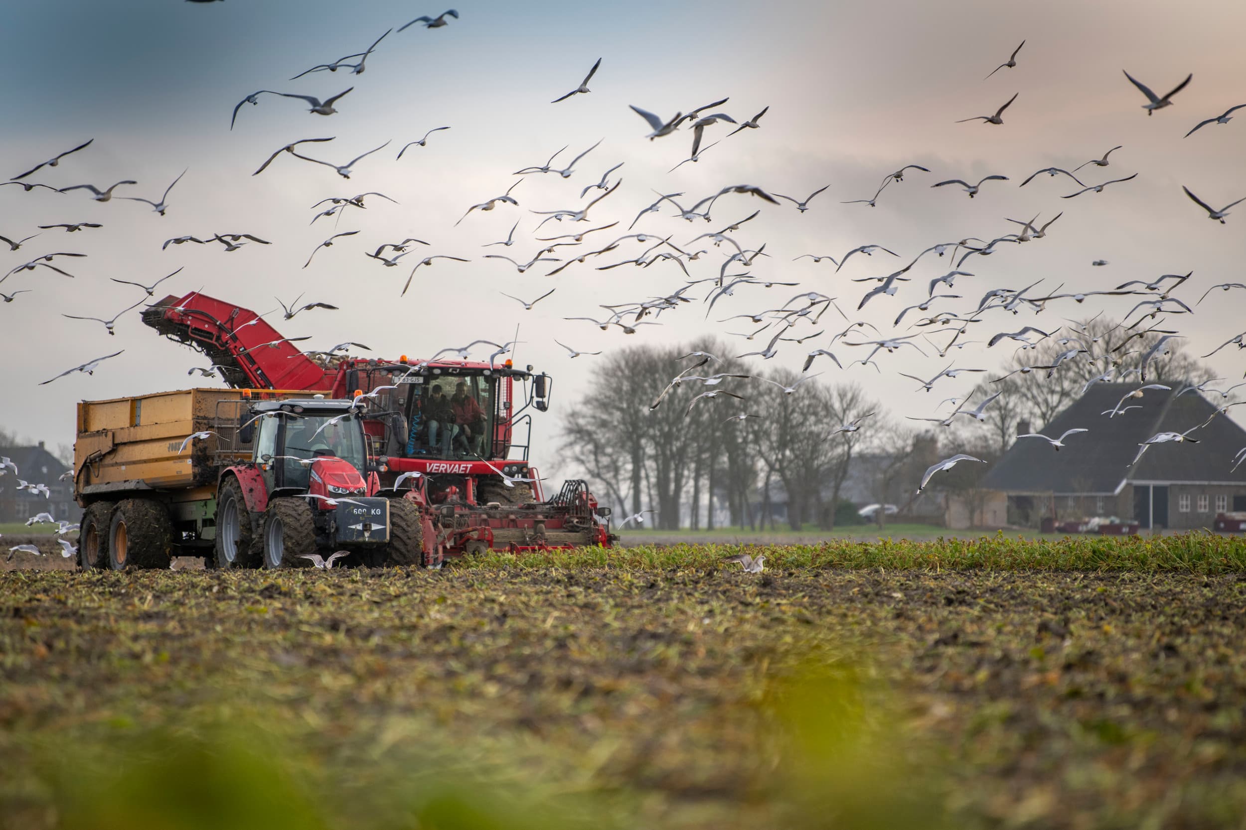 Bietenoogst in december vorig jaar. Volgens het Kadaster stegen prijzen voor bouwland harder dan de prijzen voor grasland en snijmaisland. Foto: Mark Pasveer