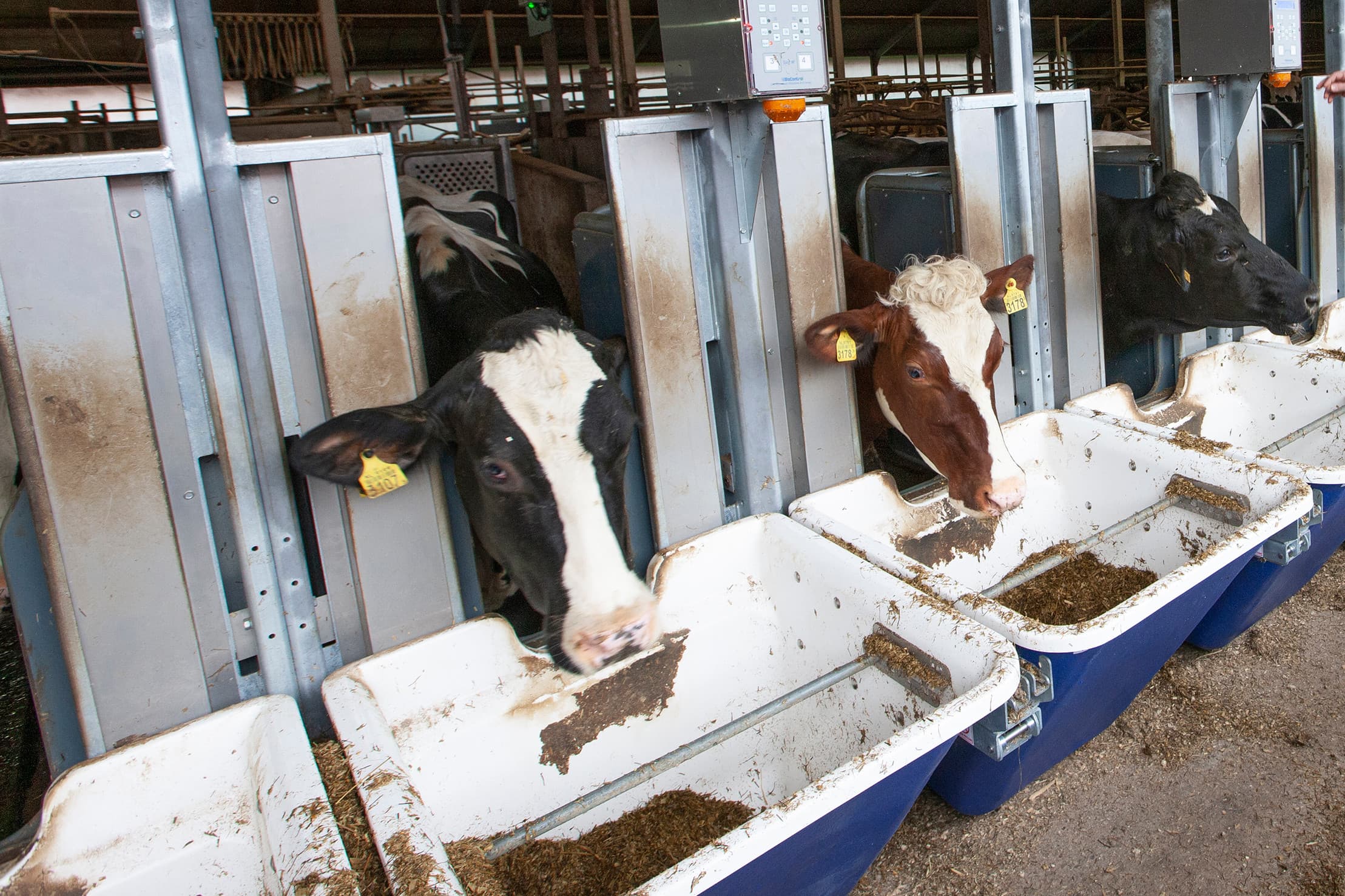 CRV-onderzoek naar voerefficiëntie. Foto: Hans Banus