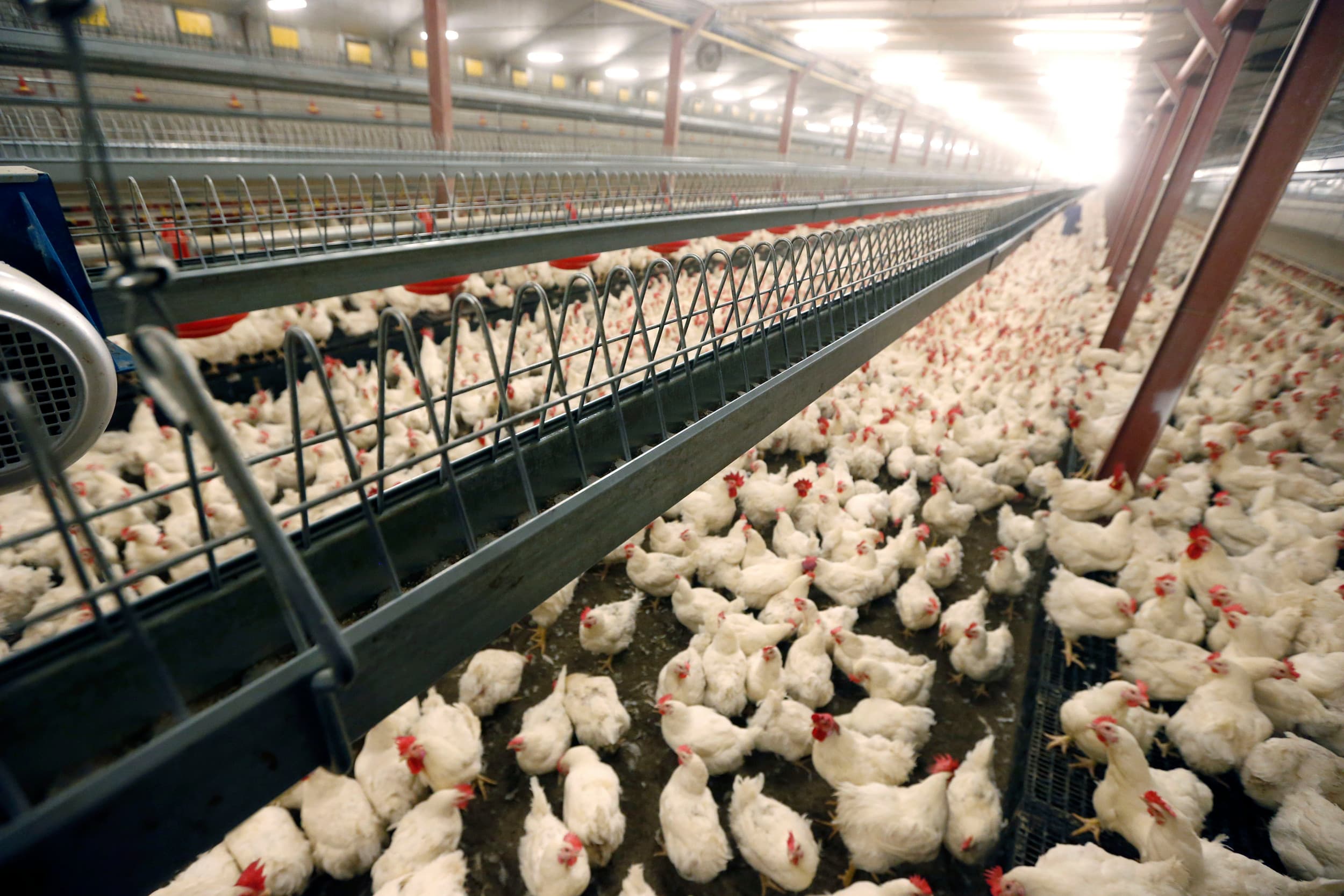 Gemixte koppels: toekomst ligt in gescheiden opfok voor betere groei en lagere kosten. – Foto: Bert Jansen
