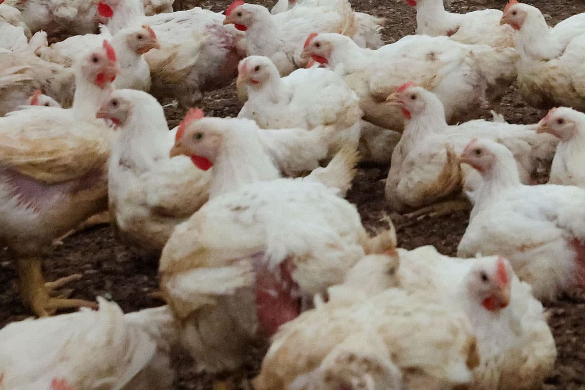 BBB vreest dat afroming bij pluimveerechten grote problemen veroorzaakt voor bedrijven die afhankelijk zijn van lease. – Foto: Bert Jansen