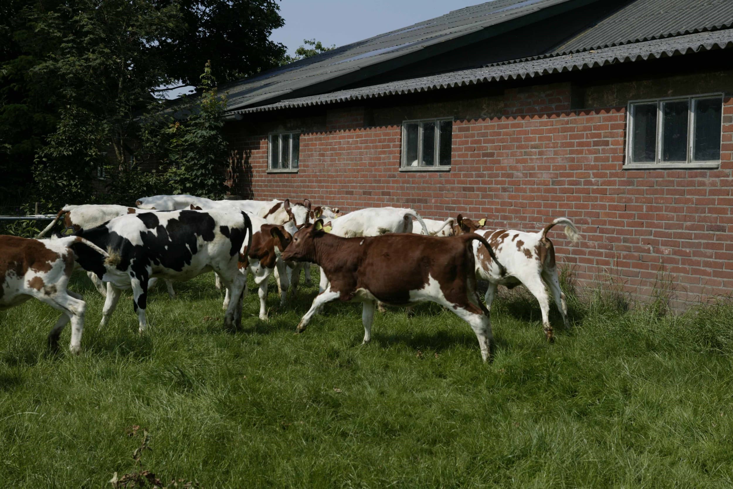 melkveehouders zetten met vion en andere partijen kalverketen neer