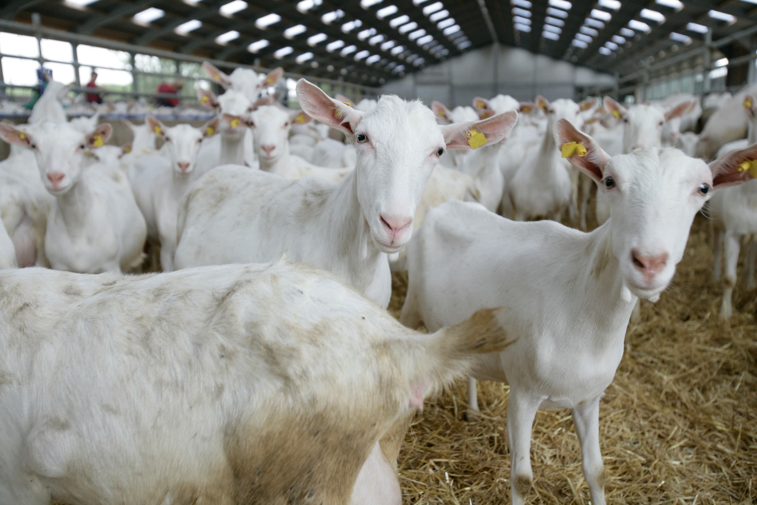 Mensen die binnen 2 kilometer van een geitenbedrijf wonen, hebben een verhoogd risico op longontsteking, blijkt uit RIVM-onderzoek. De precieze oorzaak is nog onbekend. Foto: Jan Willem Schouten