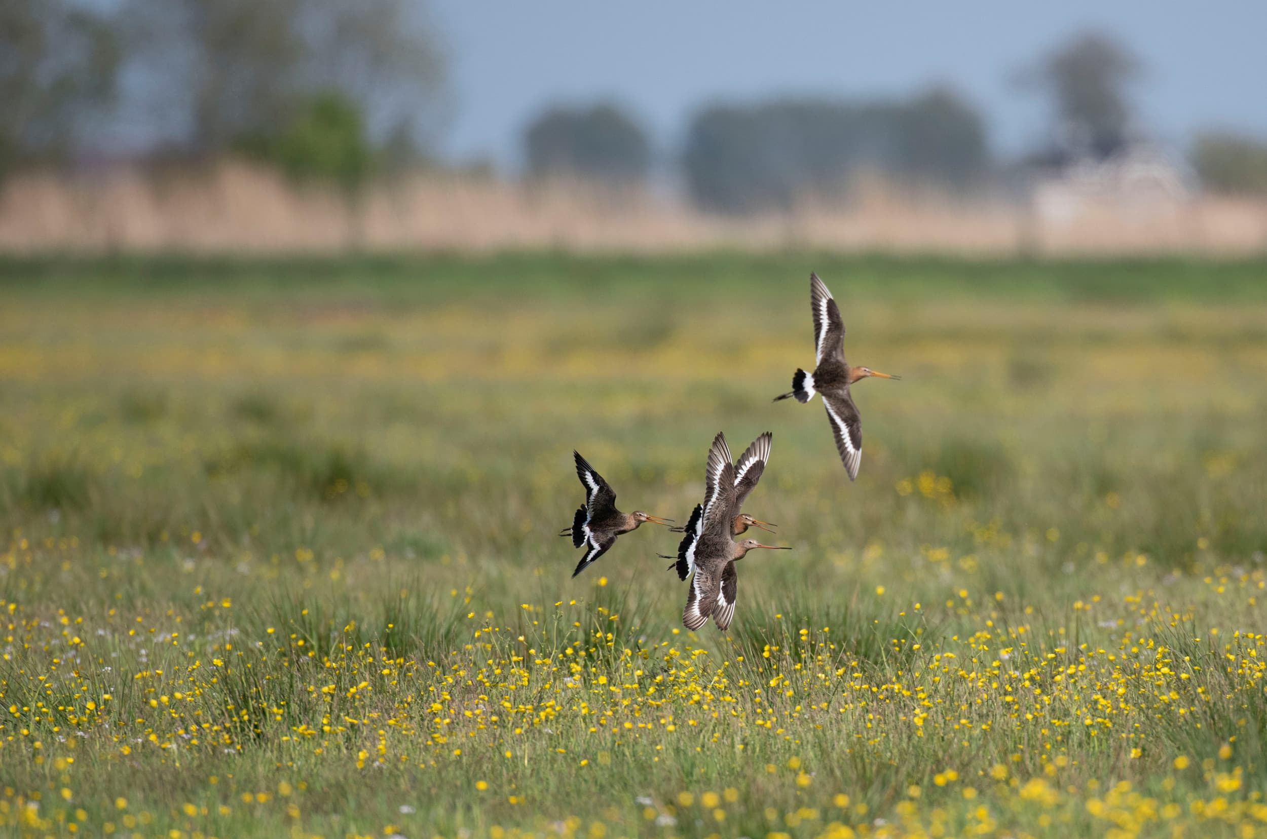 wilde dieren in agrarisch gebied